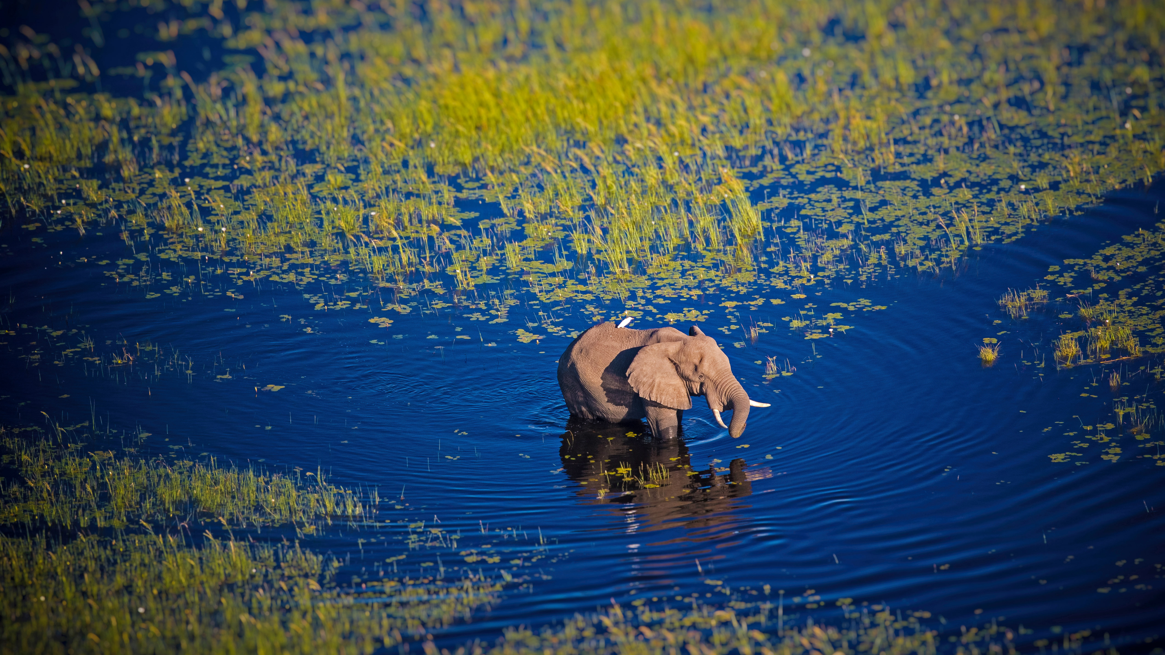 General 3840x2160 nature landscape animals water swamp river elephant Botswana Africa mammals standing in water