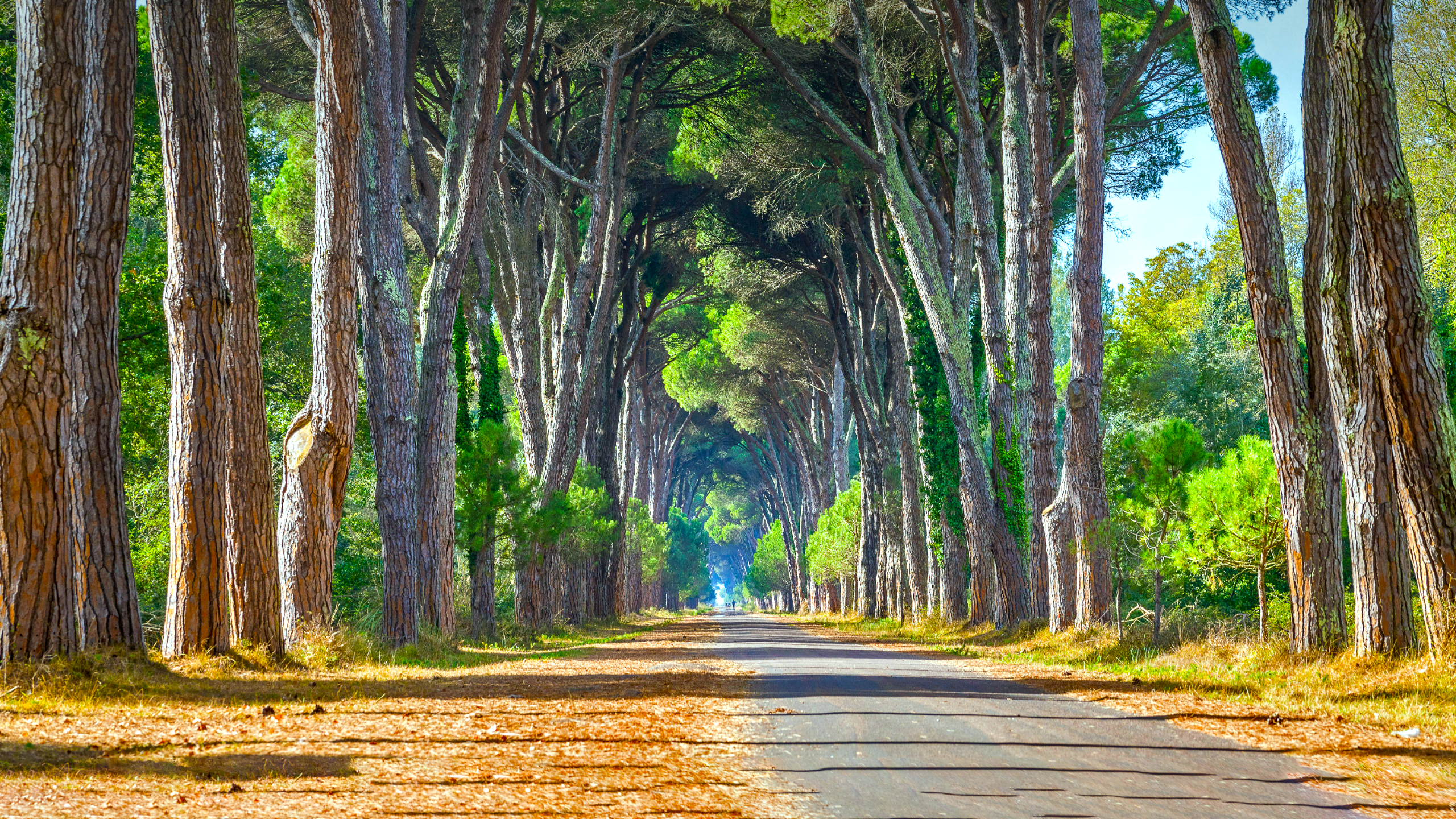 General 2560x1440 nature landscape trees plants leaves road shadow tunnel of trees Italy