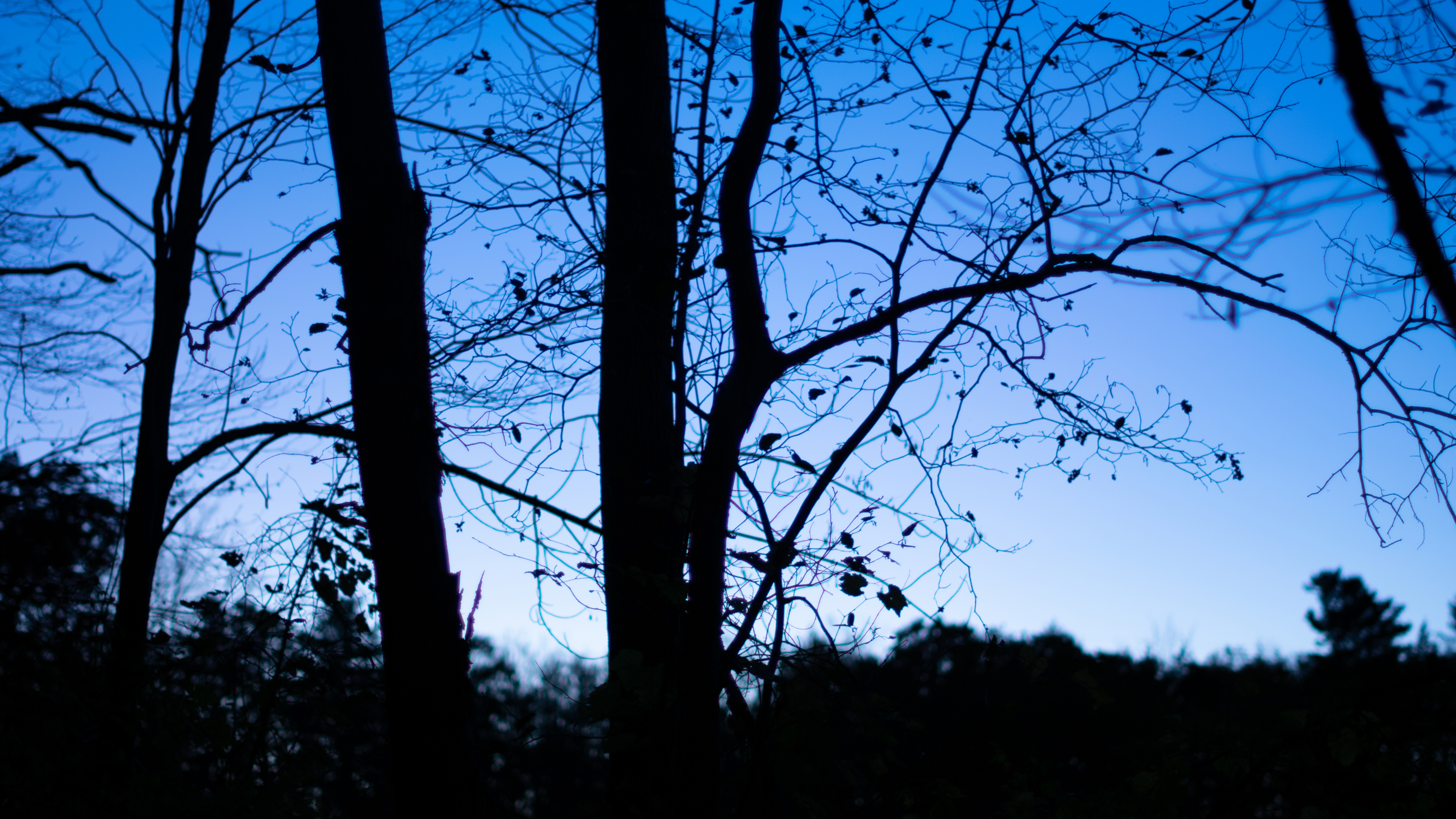 General 3840x2160 silhouette trees branch blue low saturation nature Kyle Larivee low light