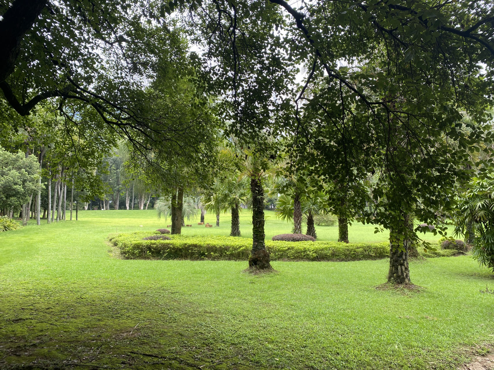 General 1706x1279 forest trees green lawns simple background minimalism nature grass landscape