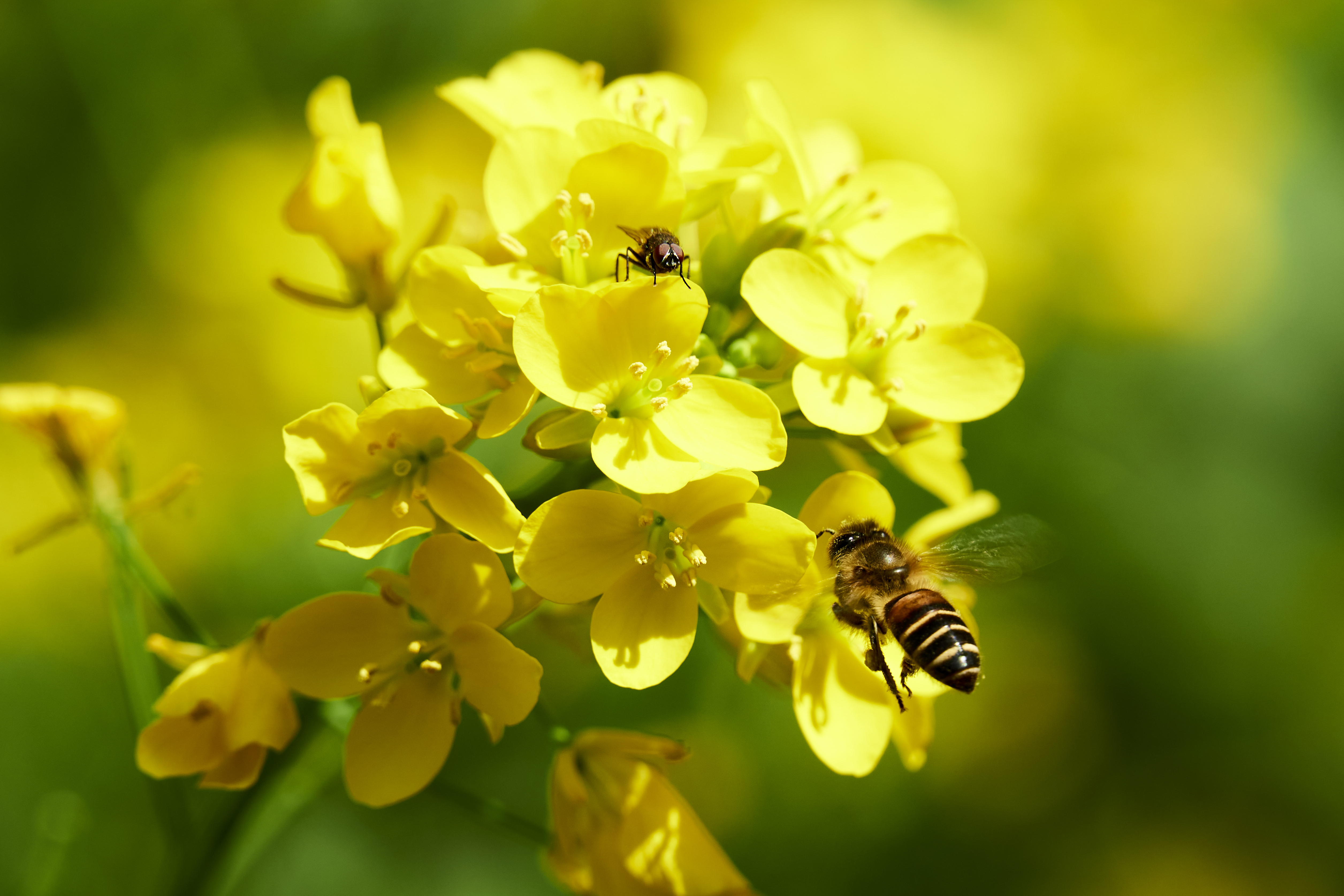 General 5023x3349 bees flowers nature blurred blurry background insect petals