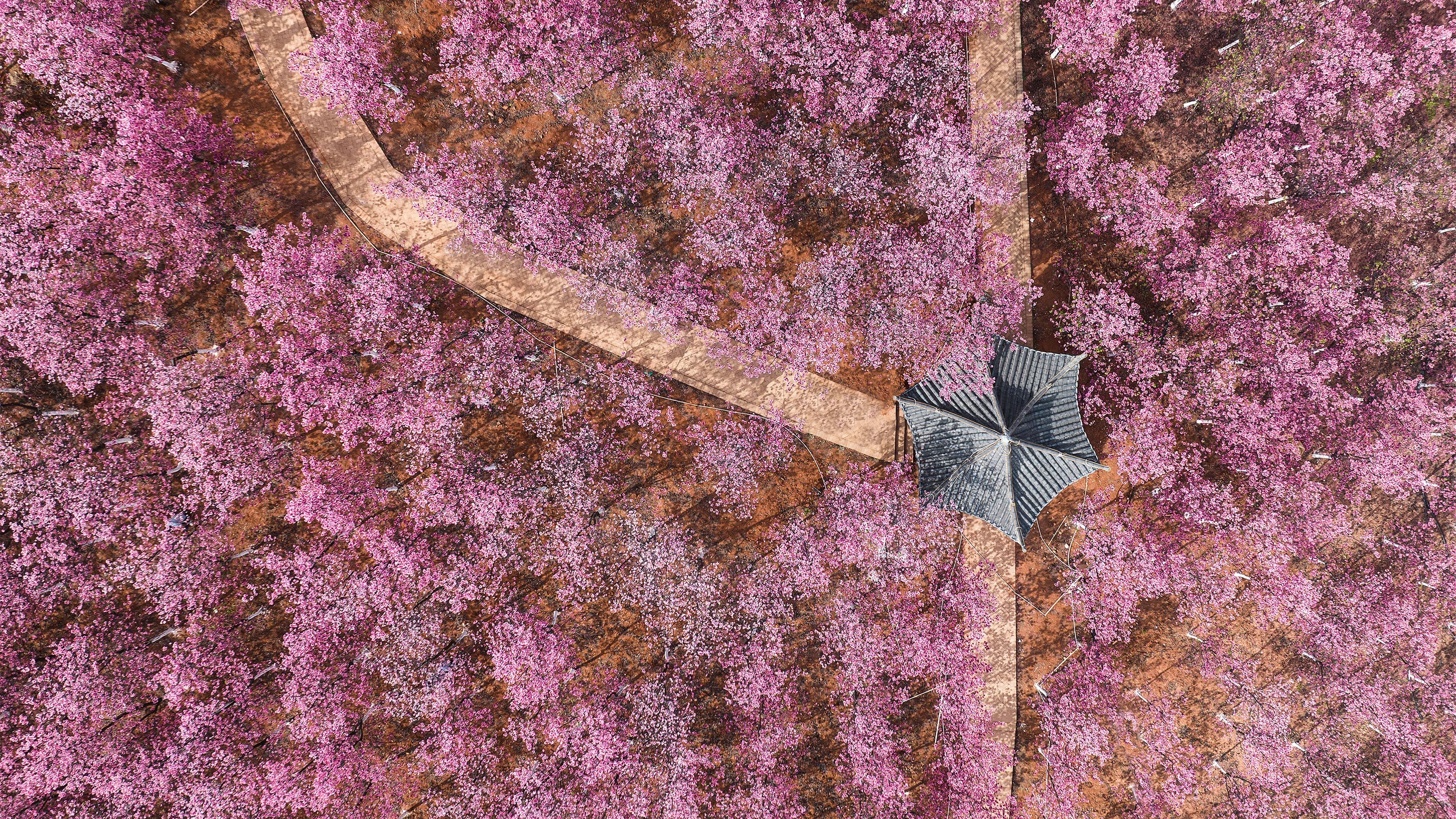 General 3840x2160 nature landscape flowers lilac aerial view cherry blossom Japanese Garden