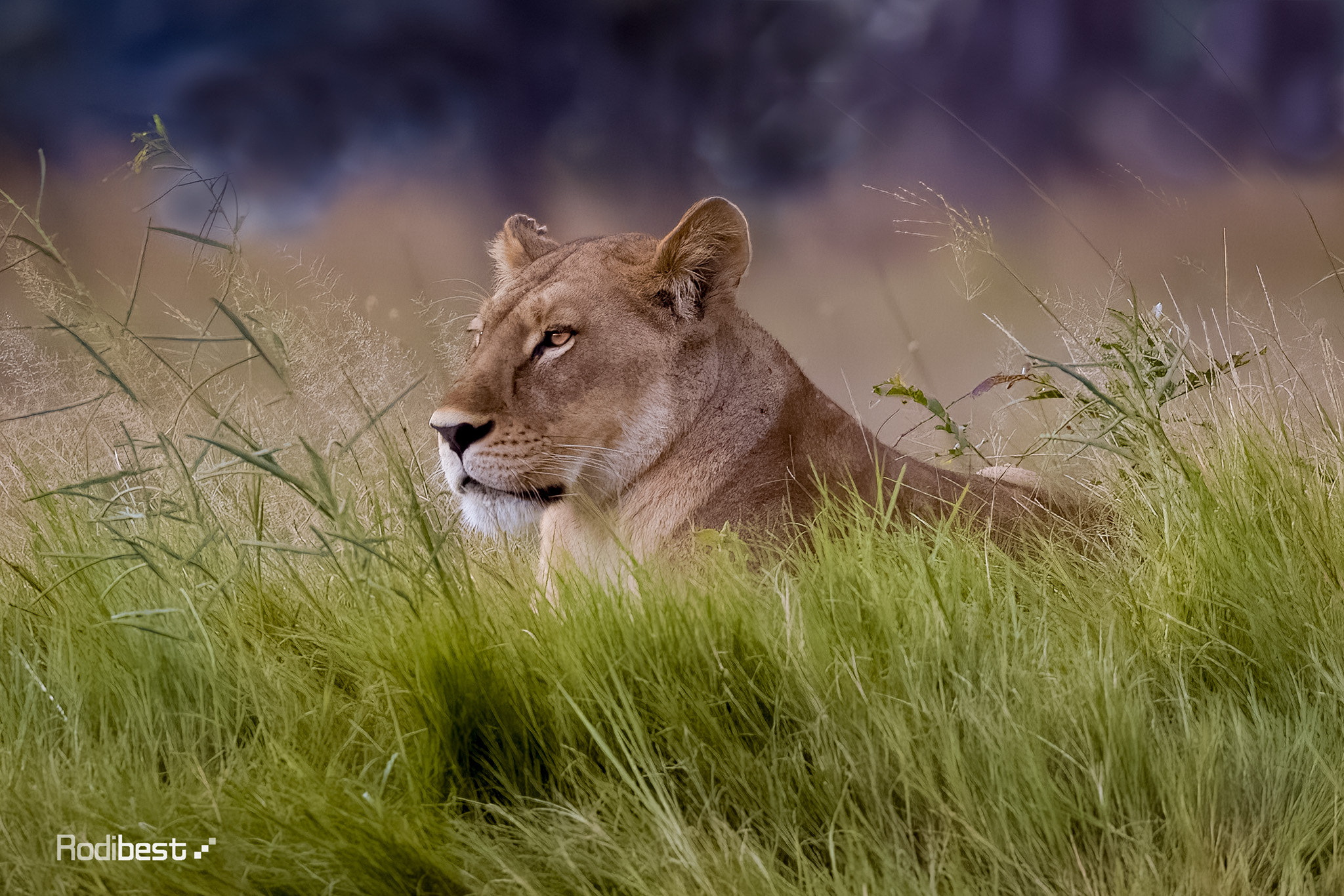 General 2048x1366 Rodi Almog lion field looking away wind animals feline outdoors grass nature watermarked