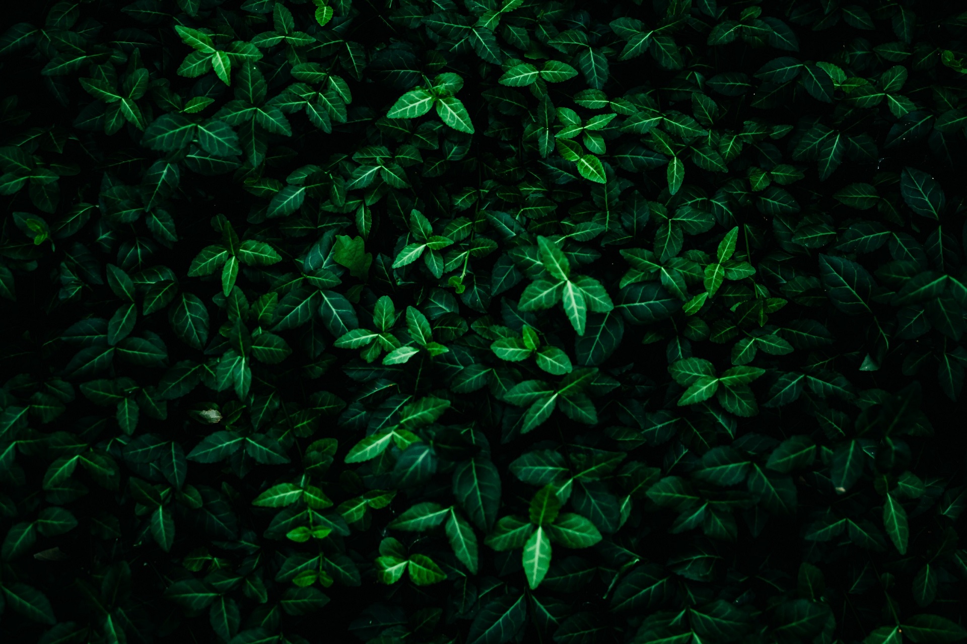 General 1920x1279 nature leaves plants
