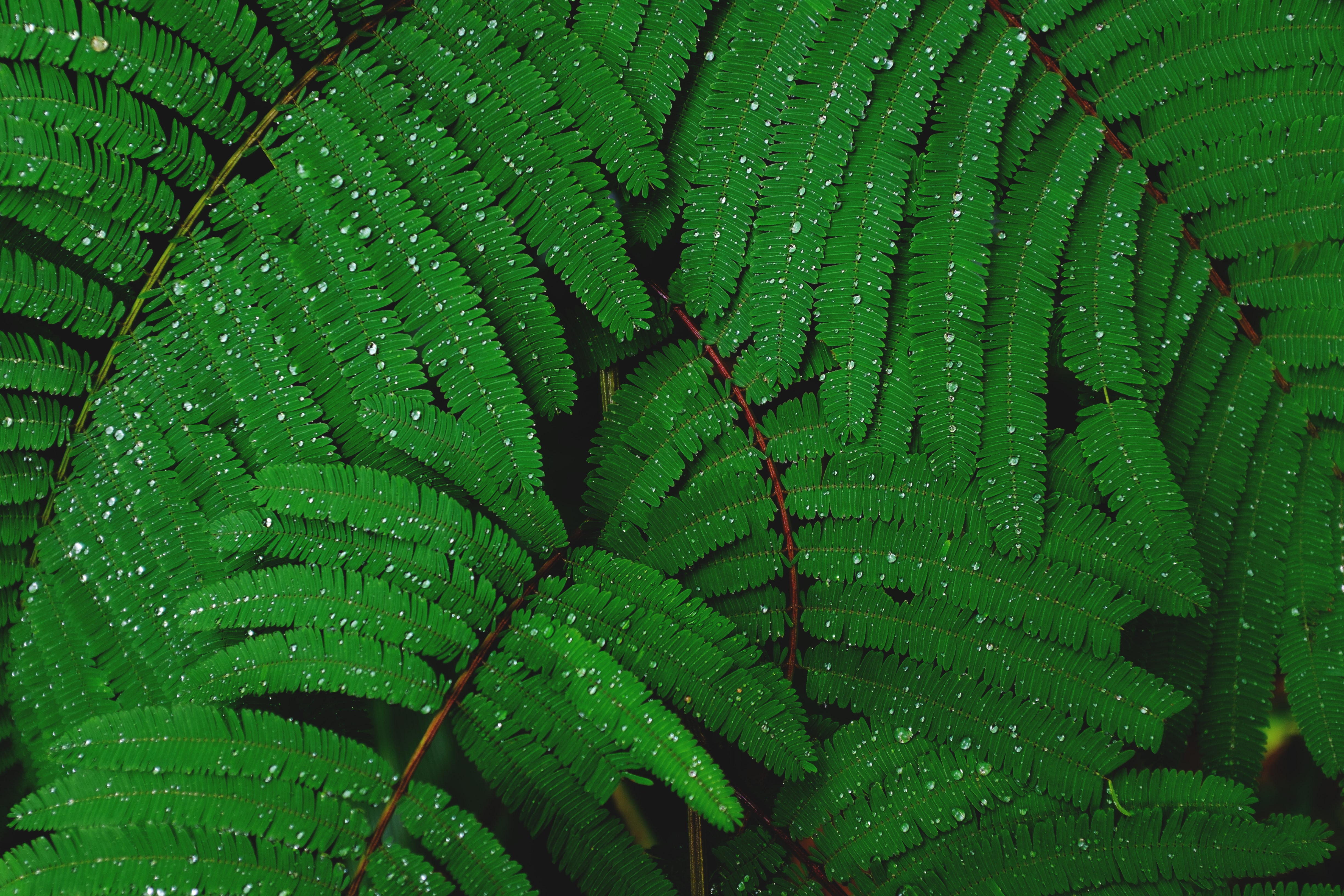 General 4896x3264 leaves nature plants water drops