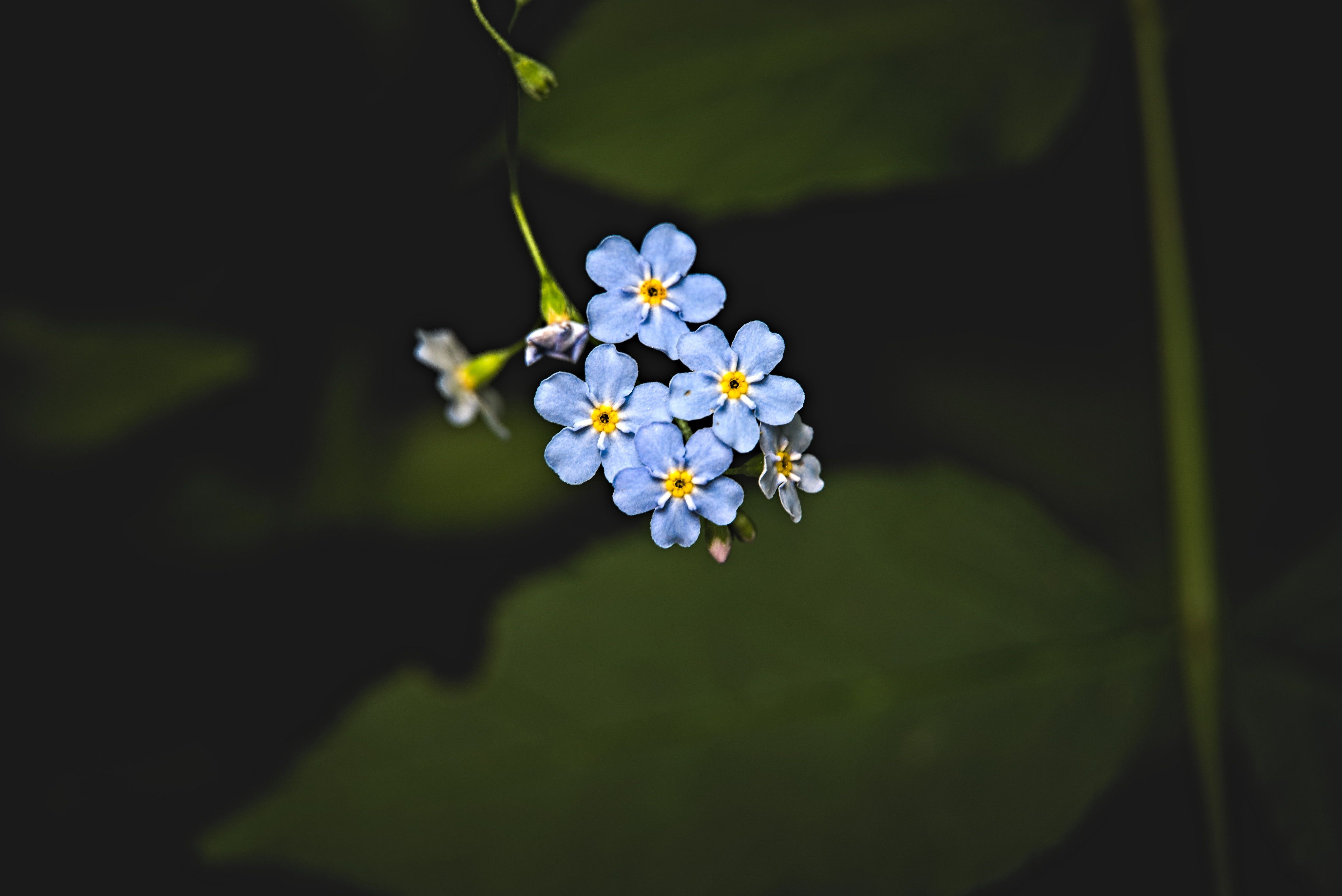 General 4096x2734 flowers depth of field macro plants nature forget-me-nots