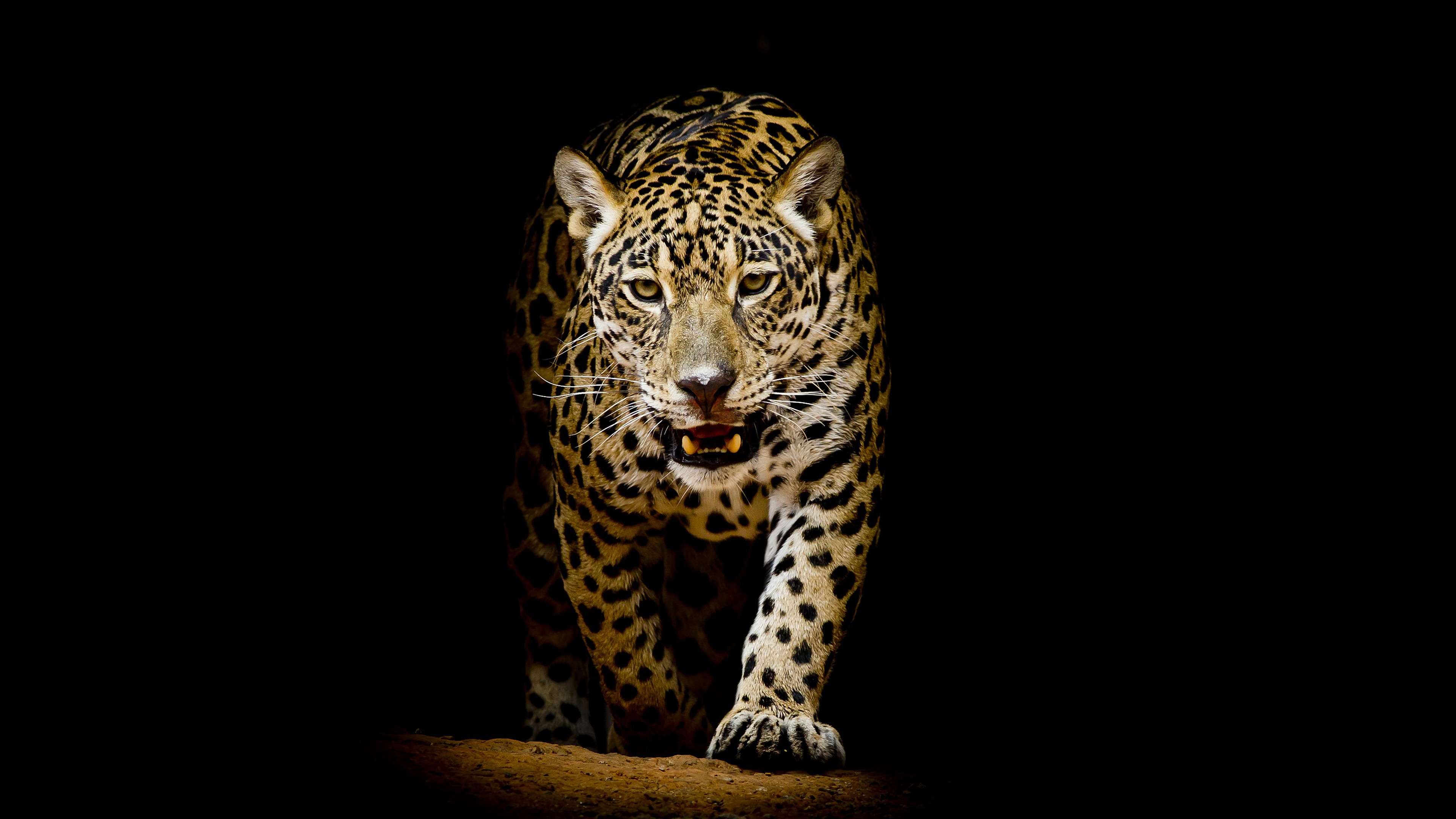 General 3840x2160 leopard cats vignette simple background