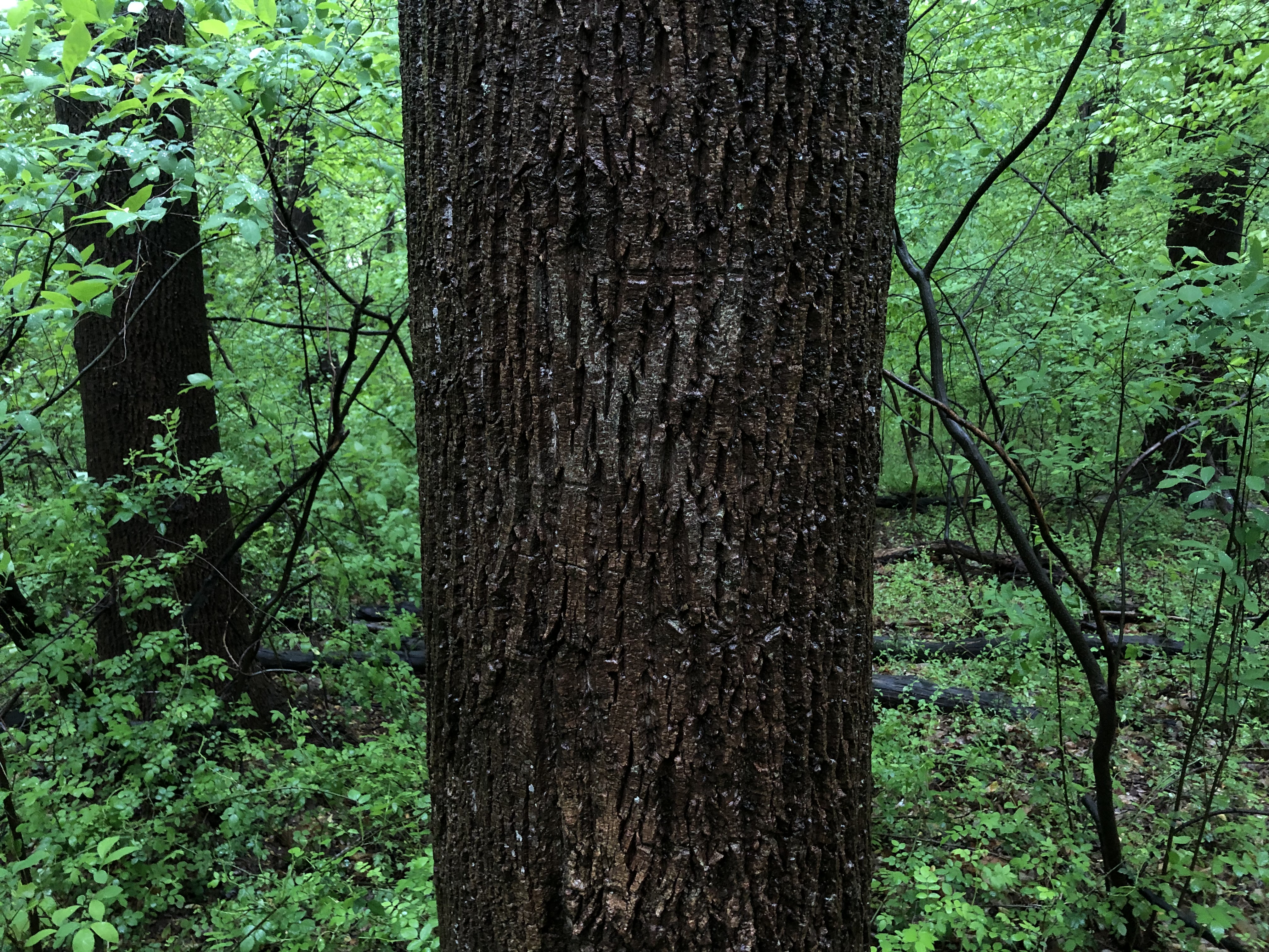 General 4032x3024 nature forest trees bark plants leaves tree bark tree trunk