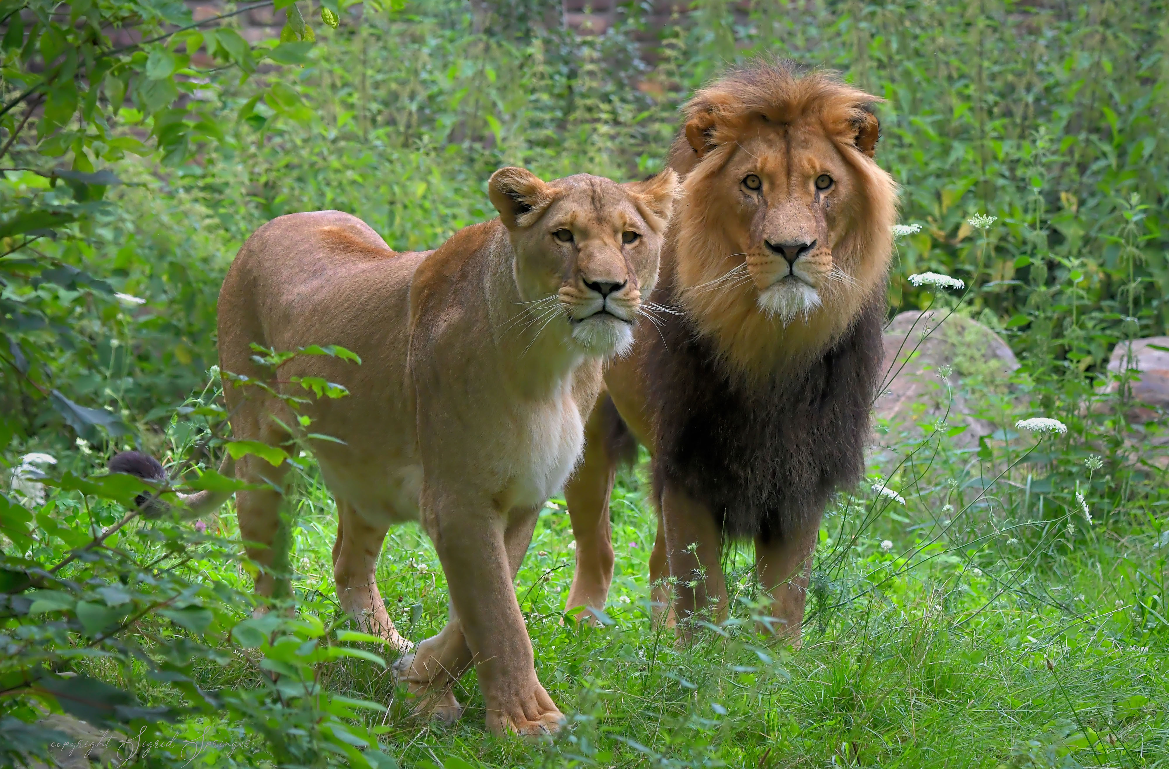 General 4000x2633 nature wildlife feline big cats mammals lion