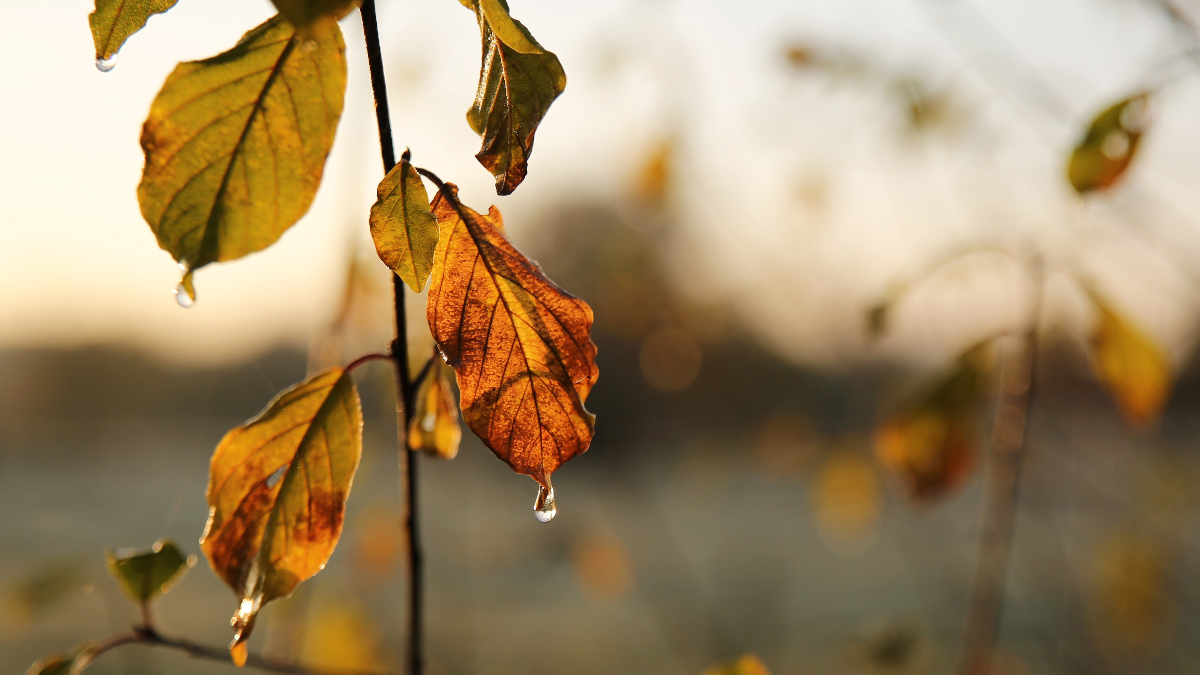 General 3840x2160 nature leaves fall plants water drops closeup blurry background blurred