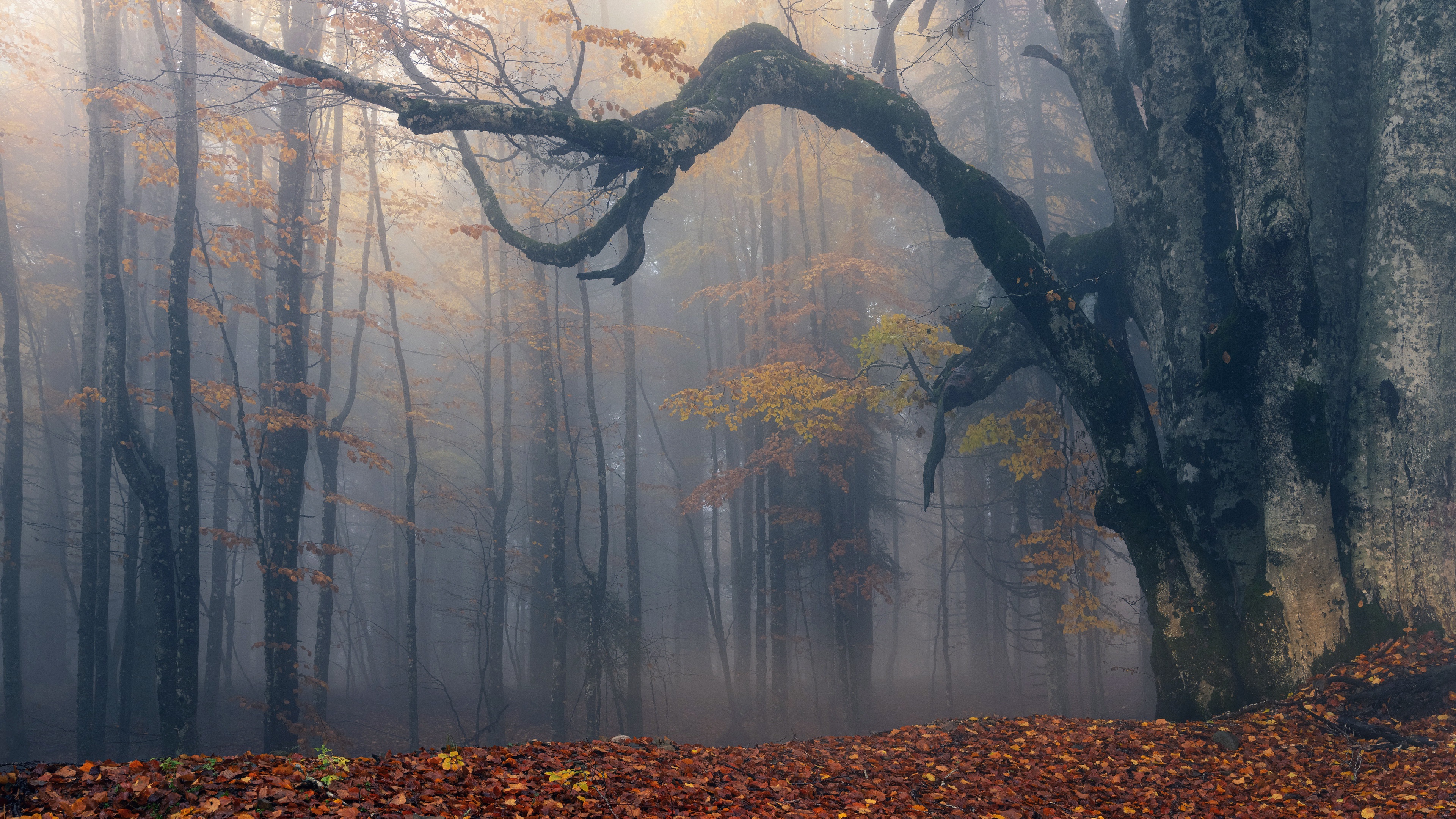 General 3840x2160 nature fallen leaves mist trees