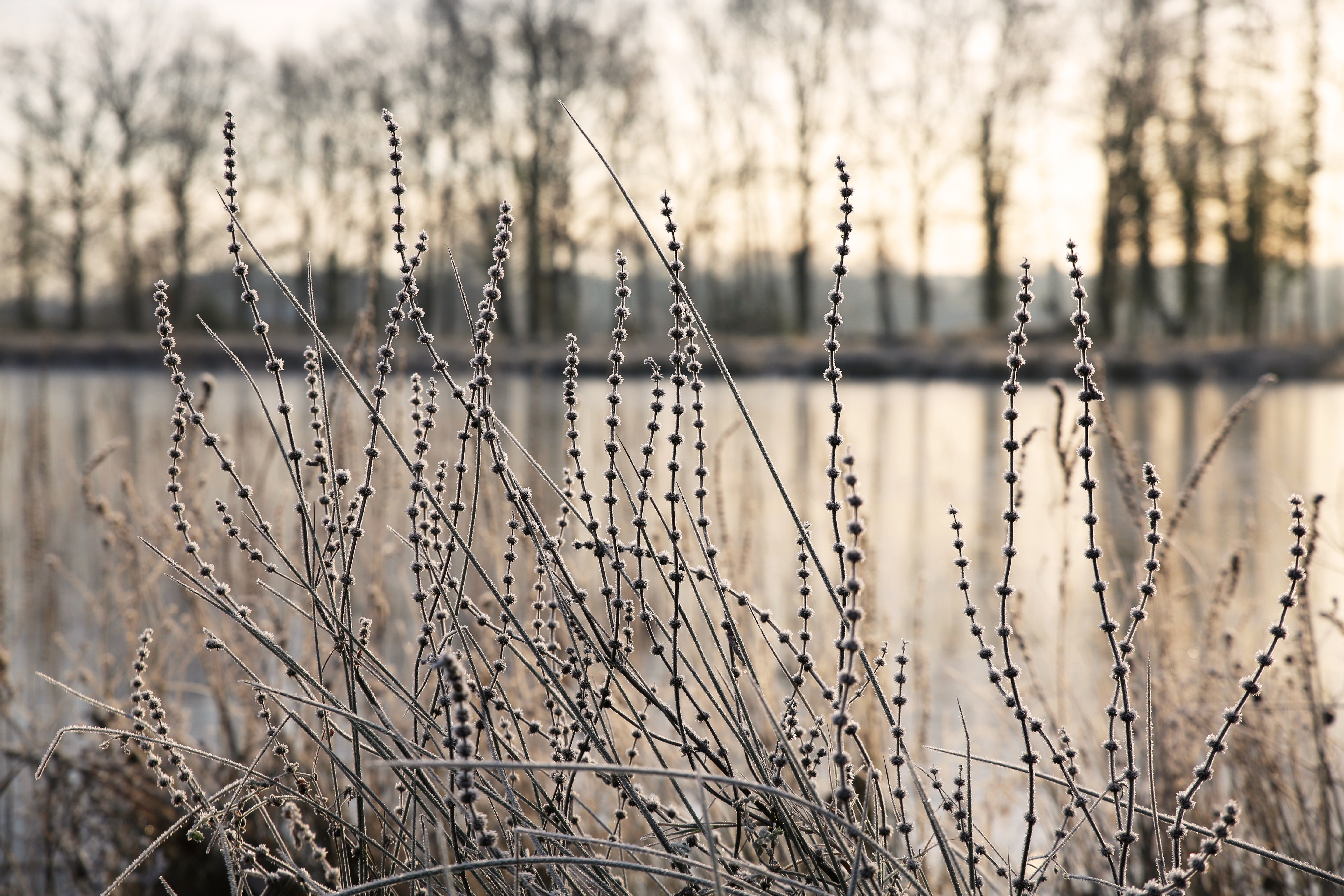 General 5760x3840 nature cold morning plants frost winter