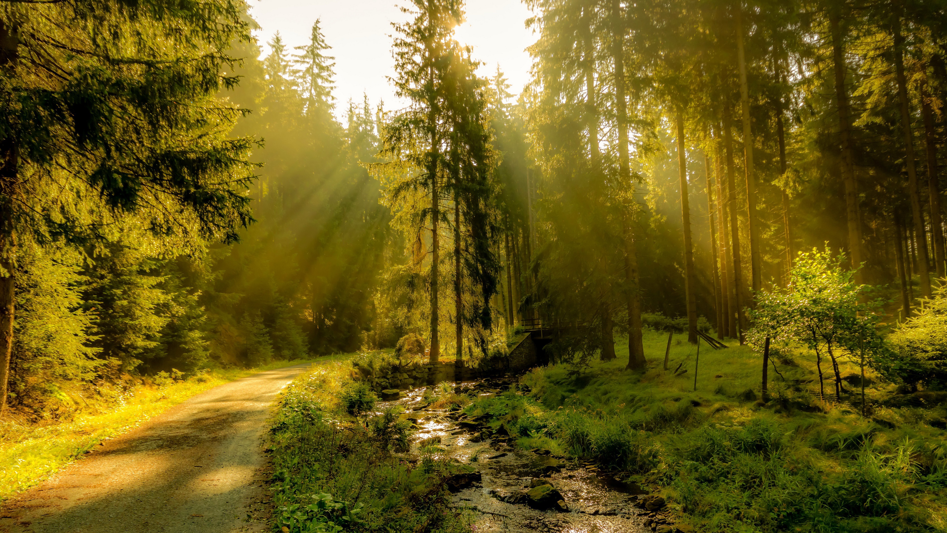 General 3840x2160 nature outdoors sun rays trees forest