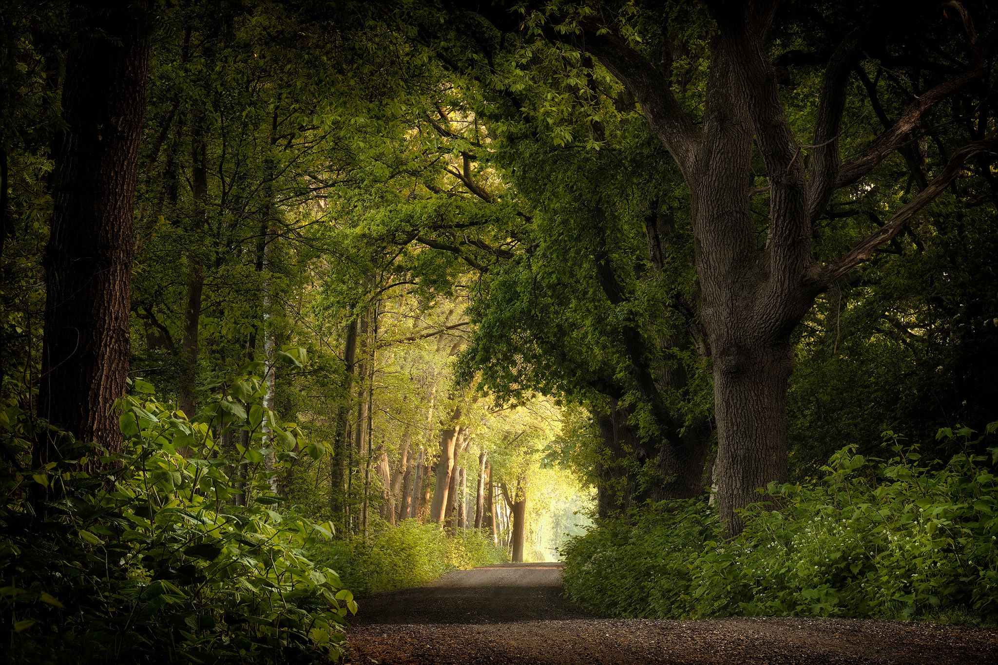 General 2048x1365 Netherlands nature trees plants outdoors road dirt road old tree forest gravel