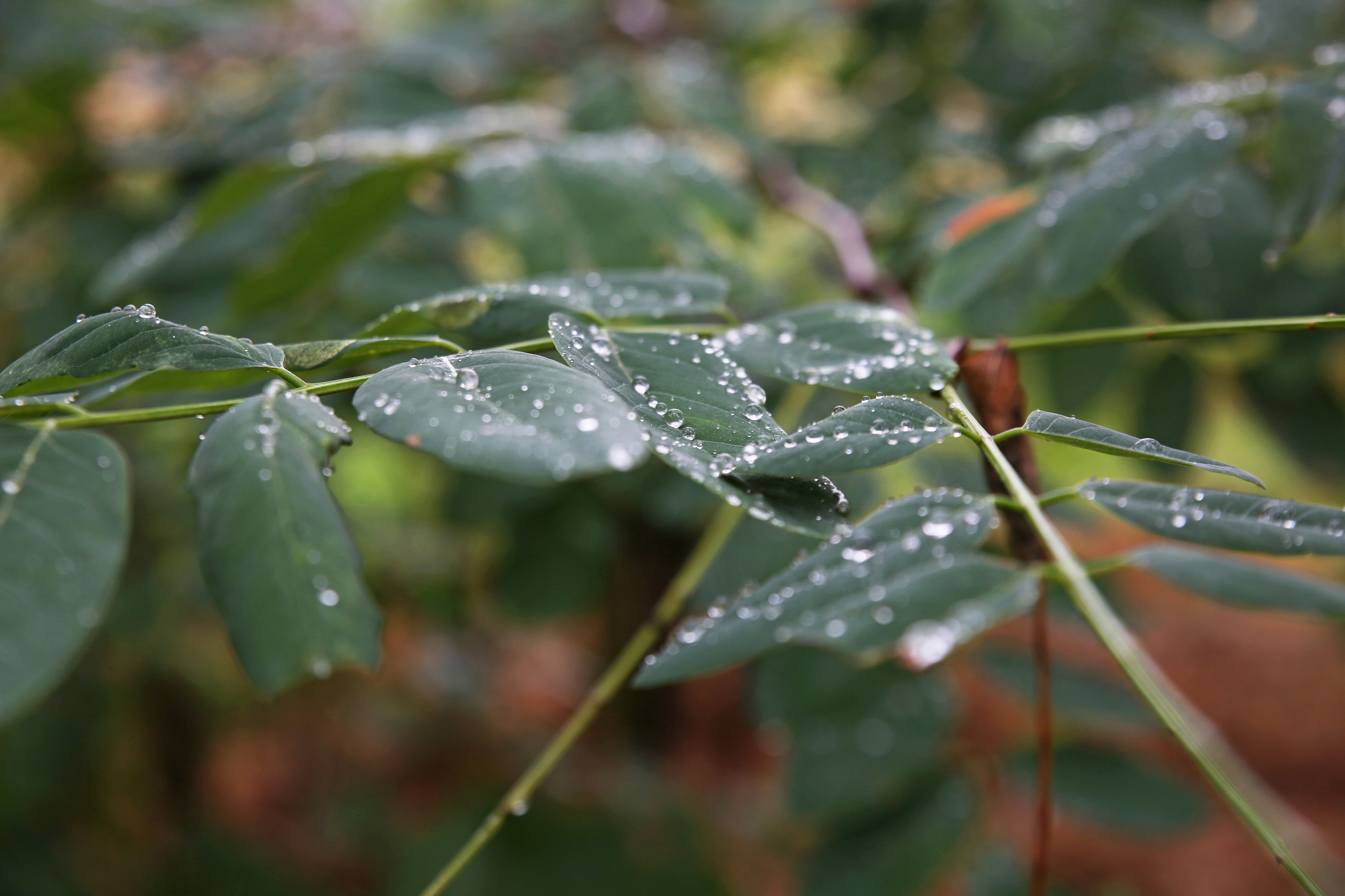 General 5469x3644 nature leaves dew depth of field water drops