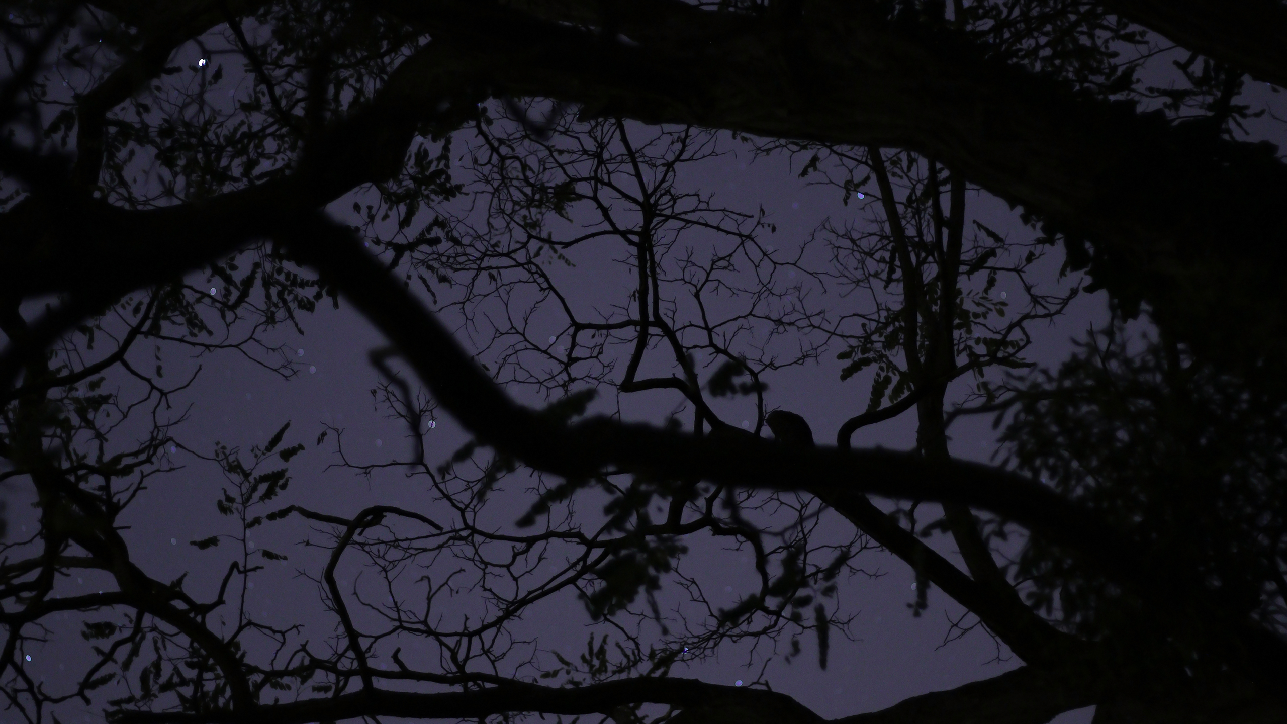 General 2560x1440 Nicolas Saulnier night stars silhouette trees branch nature