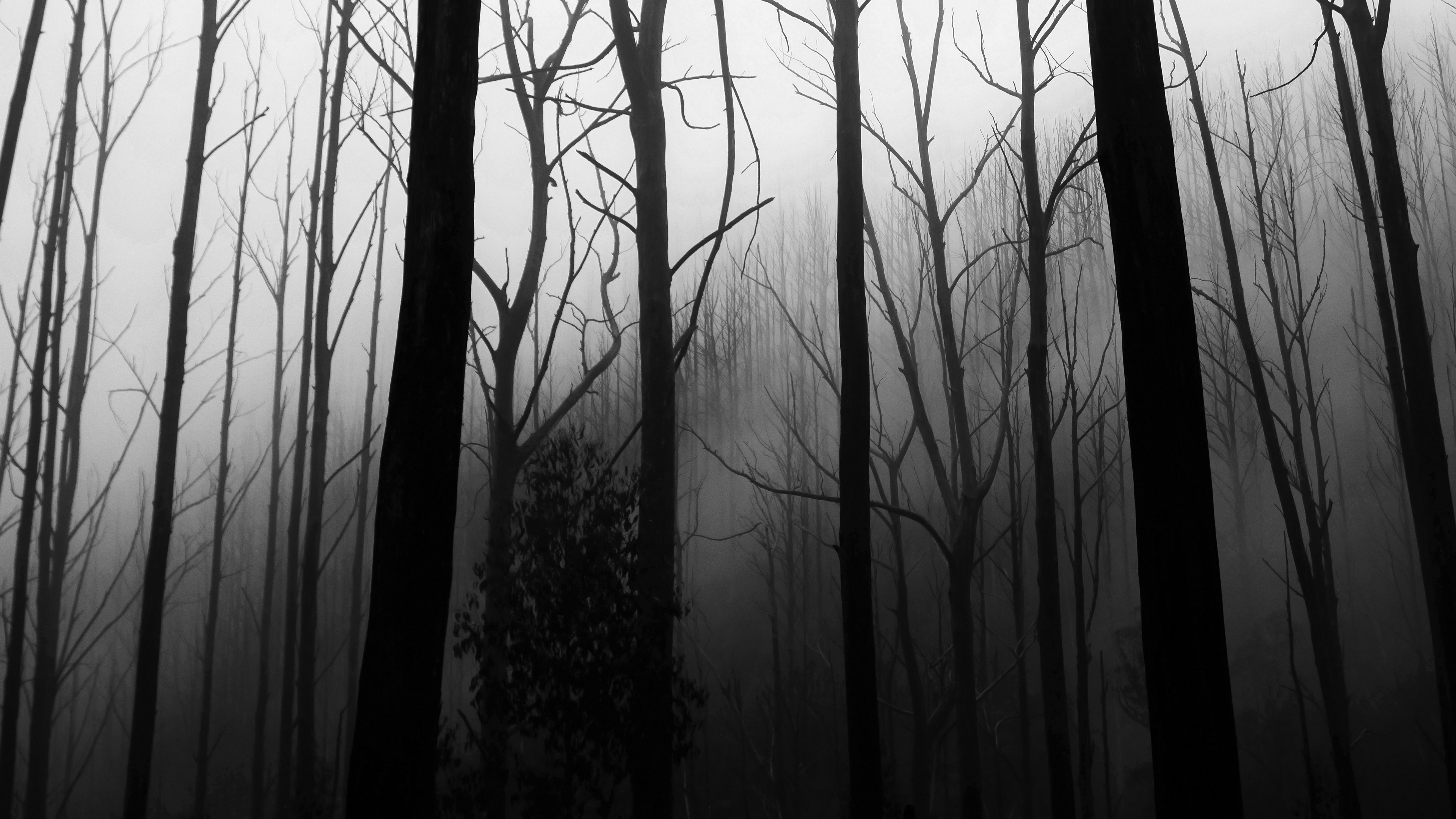 General 3840x2160 silhouette low saturation trees forest Jack Cain