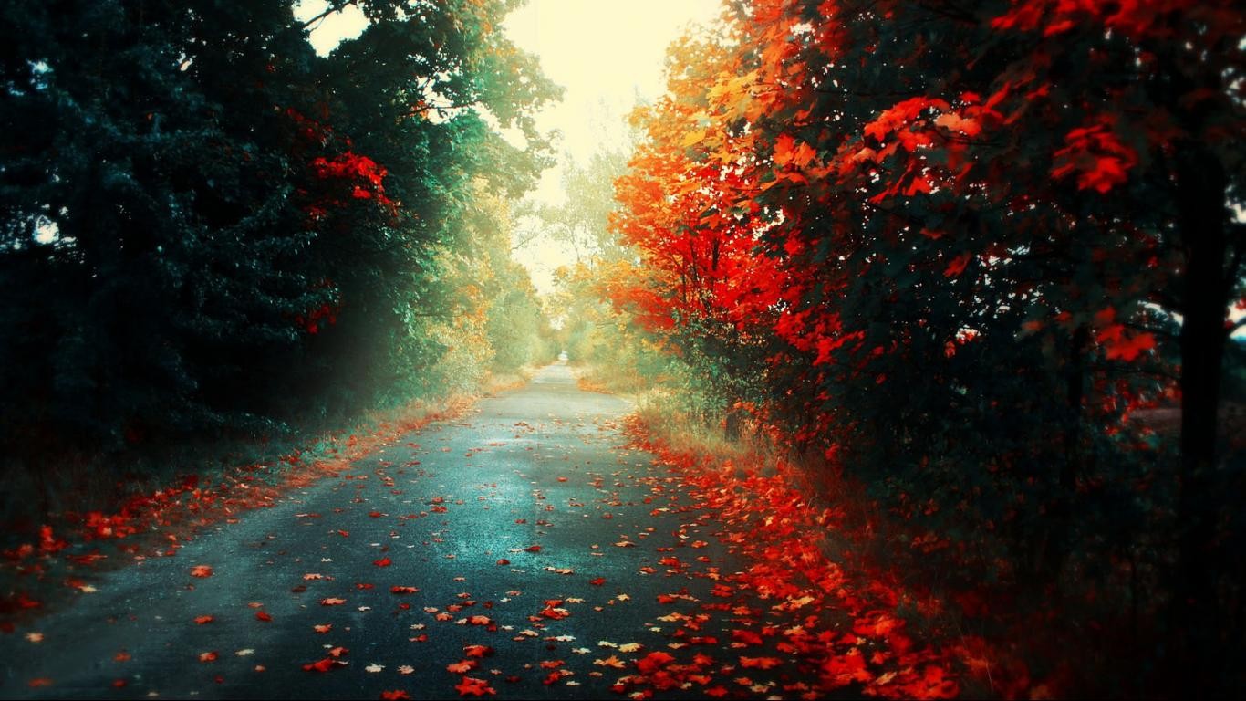 General 1366x768 road fall fallen leaves trees plants outdoors colorful