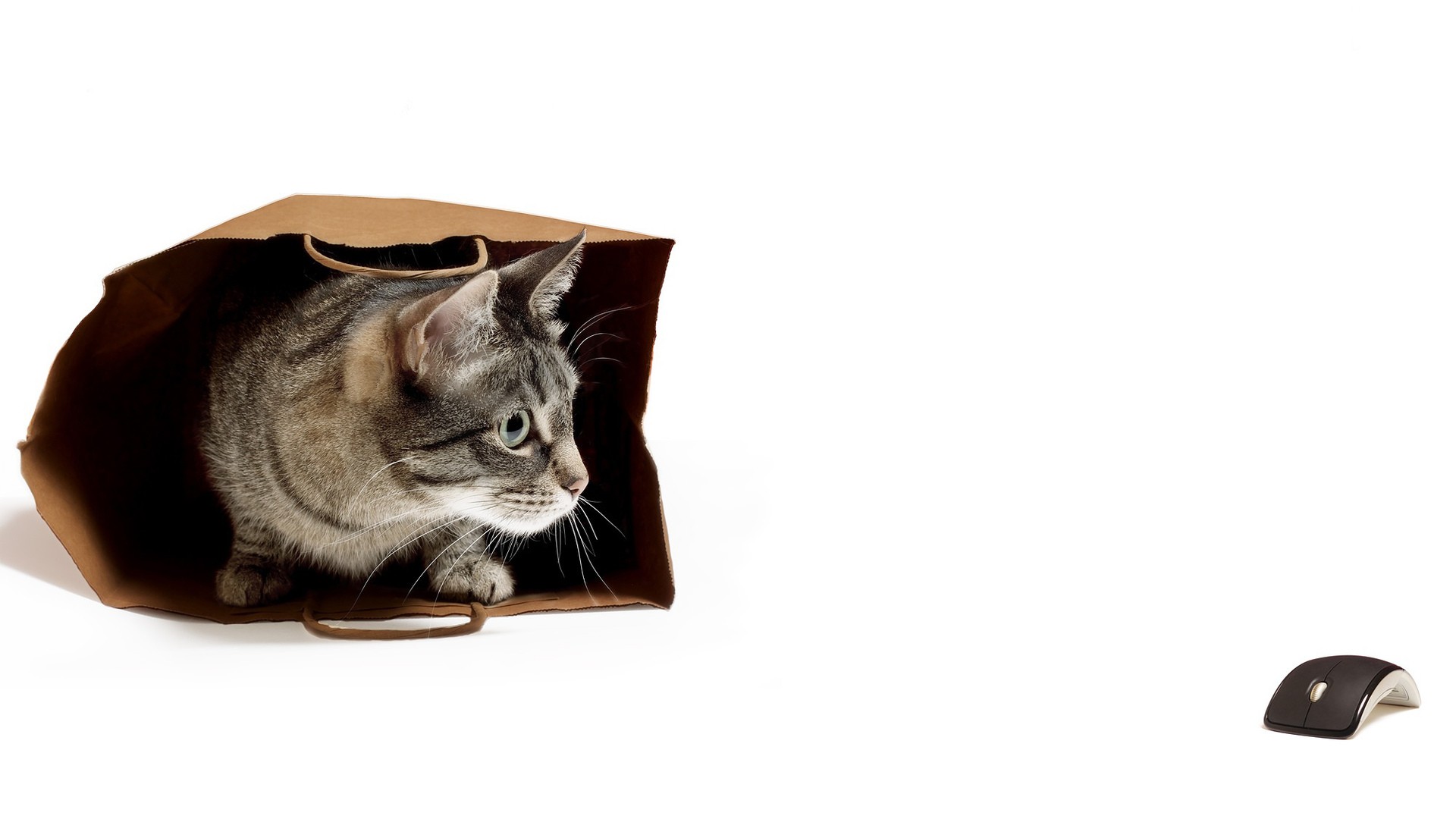 General 1920x1080 white background animals cats pet bag computer mice humor mammals simple background