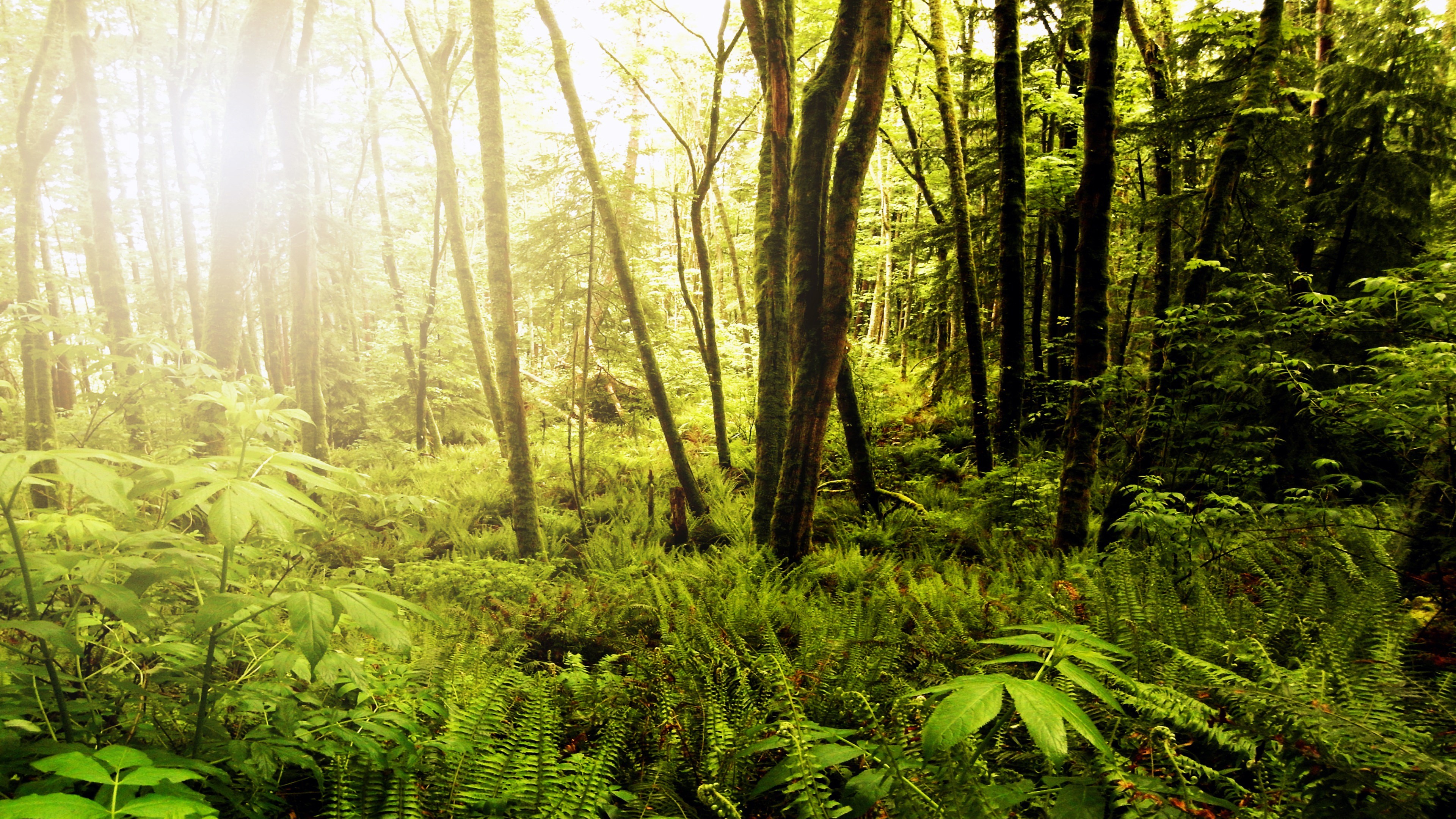 General 3840x2160 forest ferns wilderness trees nature sunlight plants