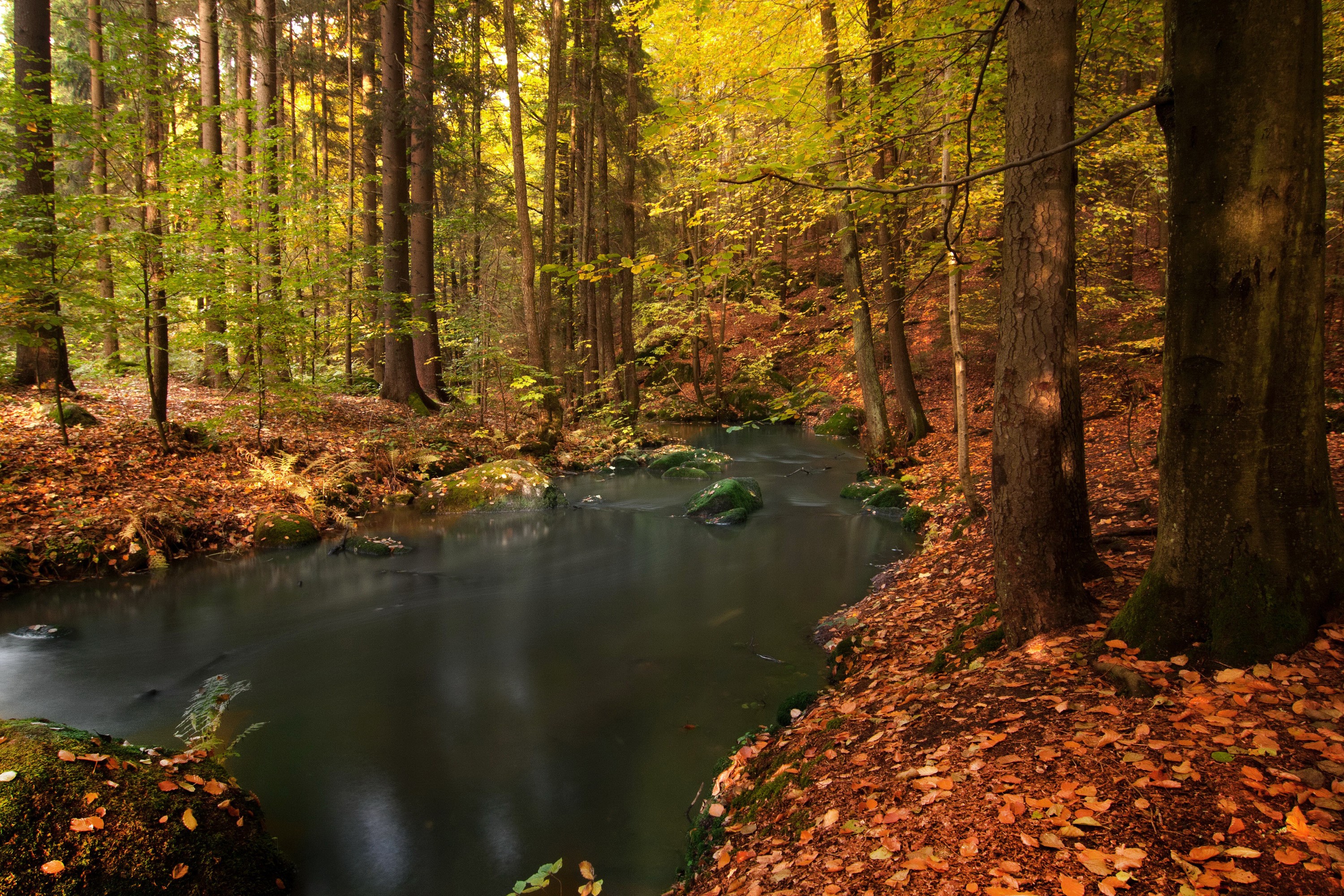 General 3000x2000 forest water nature fall creeks trees fallen leaves