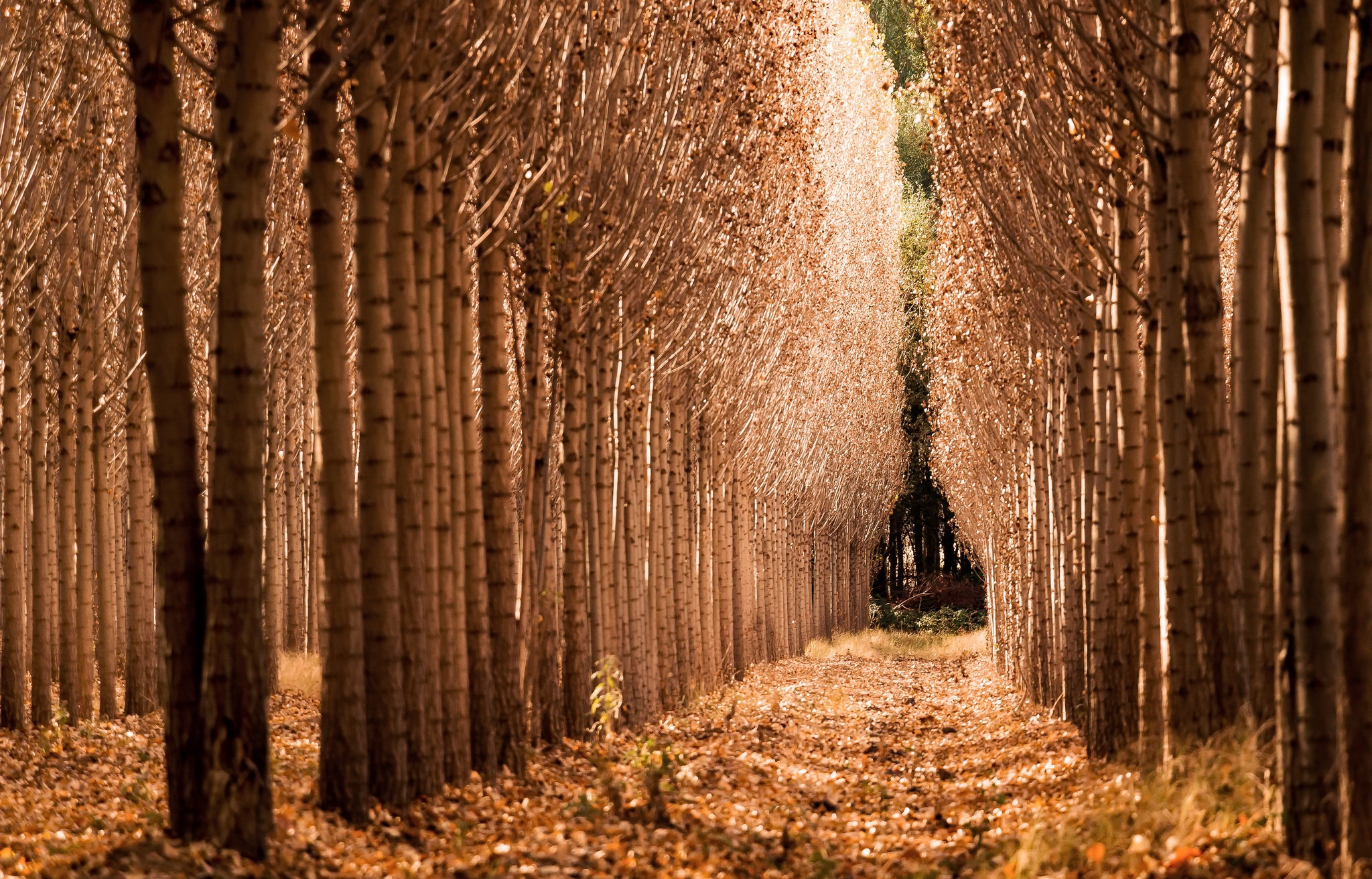 General 2048x1312 fall trees landscape nature tunnel of trees
