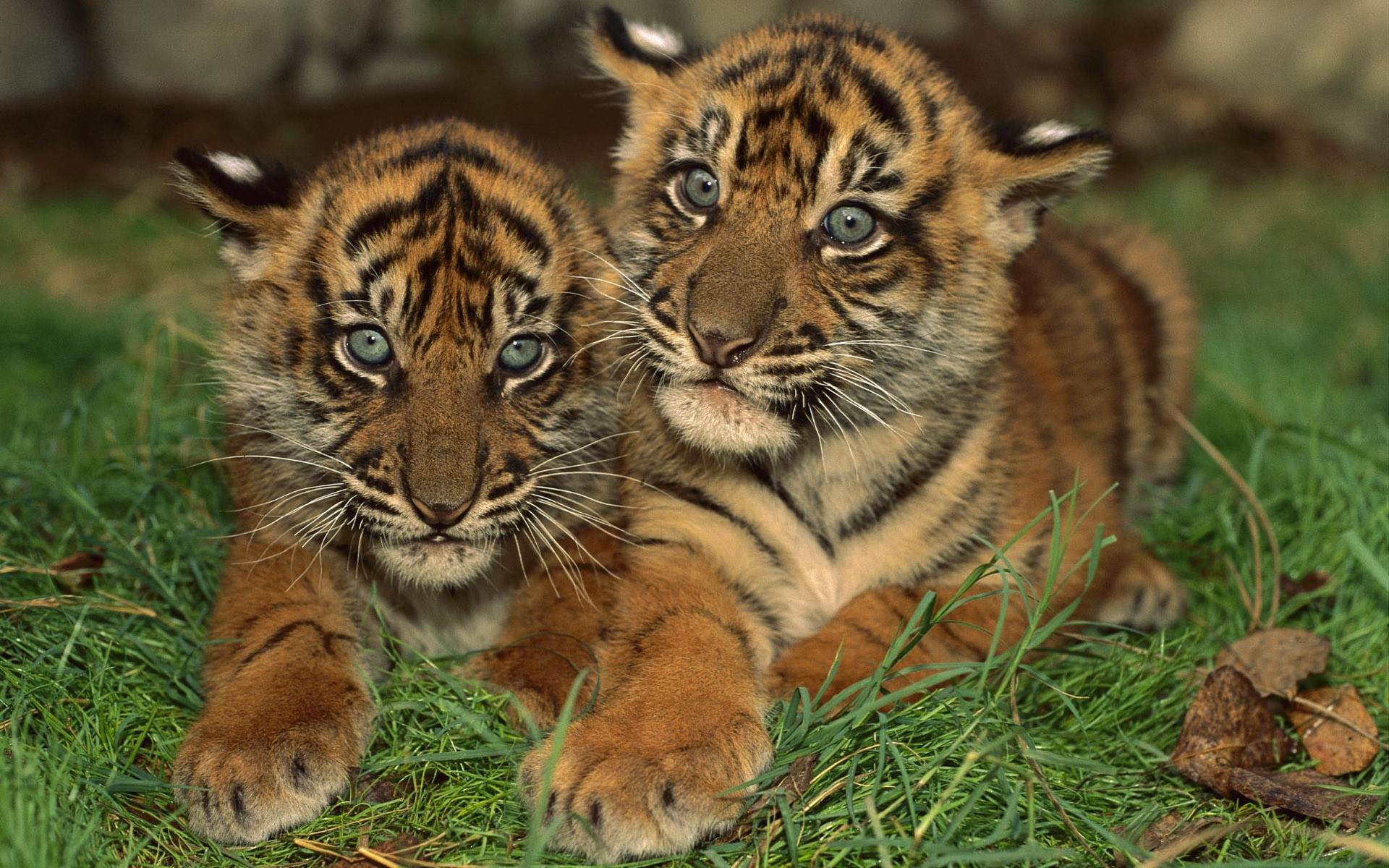 General 1920x1200 tiger animals feline mammals baby animals big cats closeup