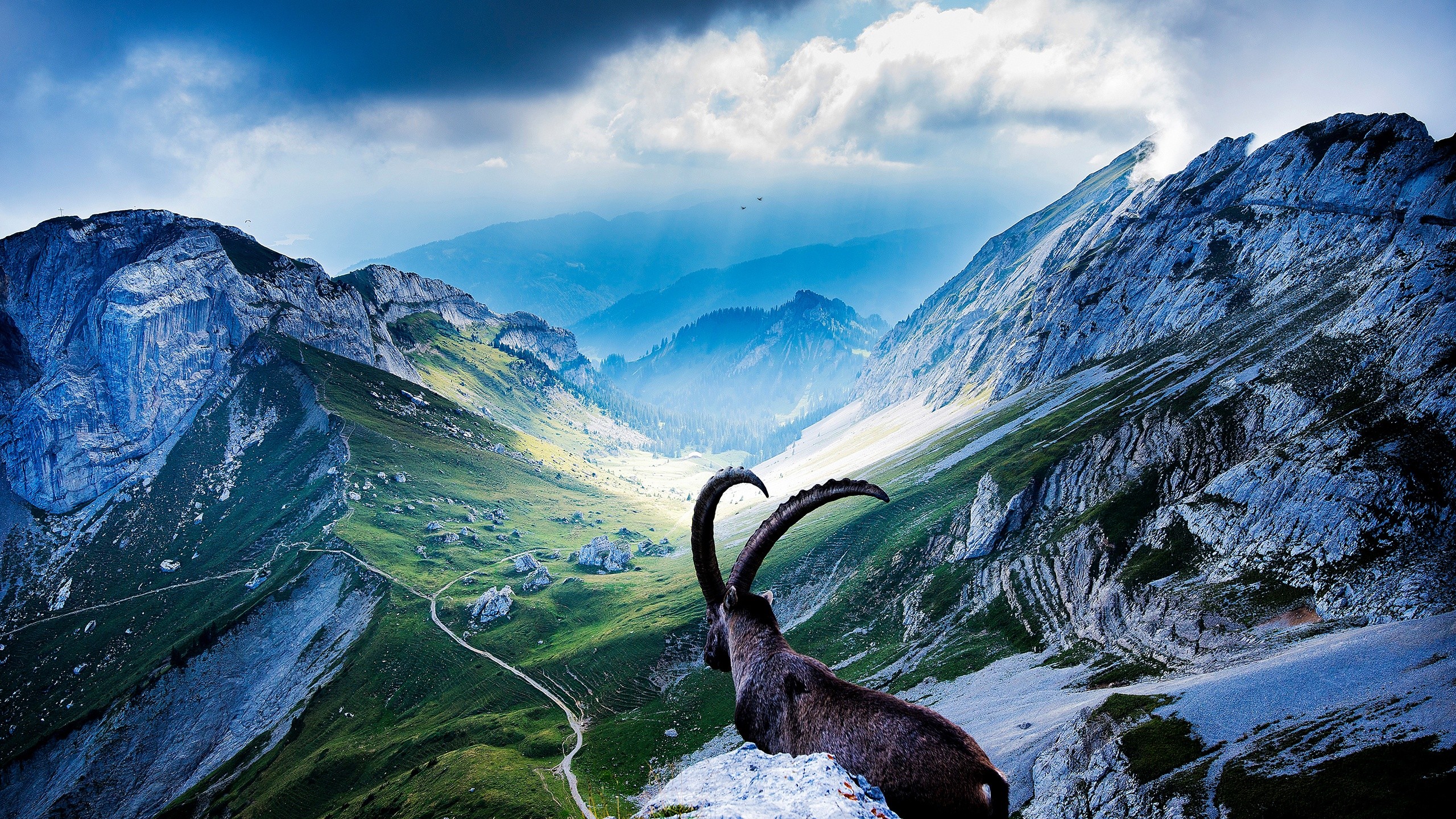 General 2560x1440 landscape mountains nature rocks animals mammals goats