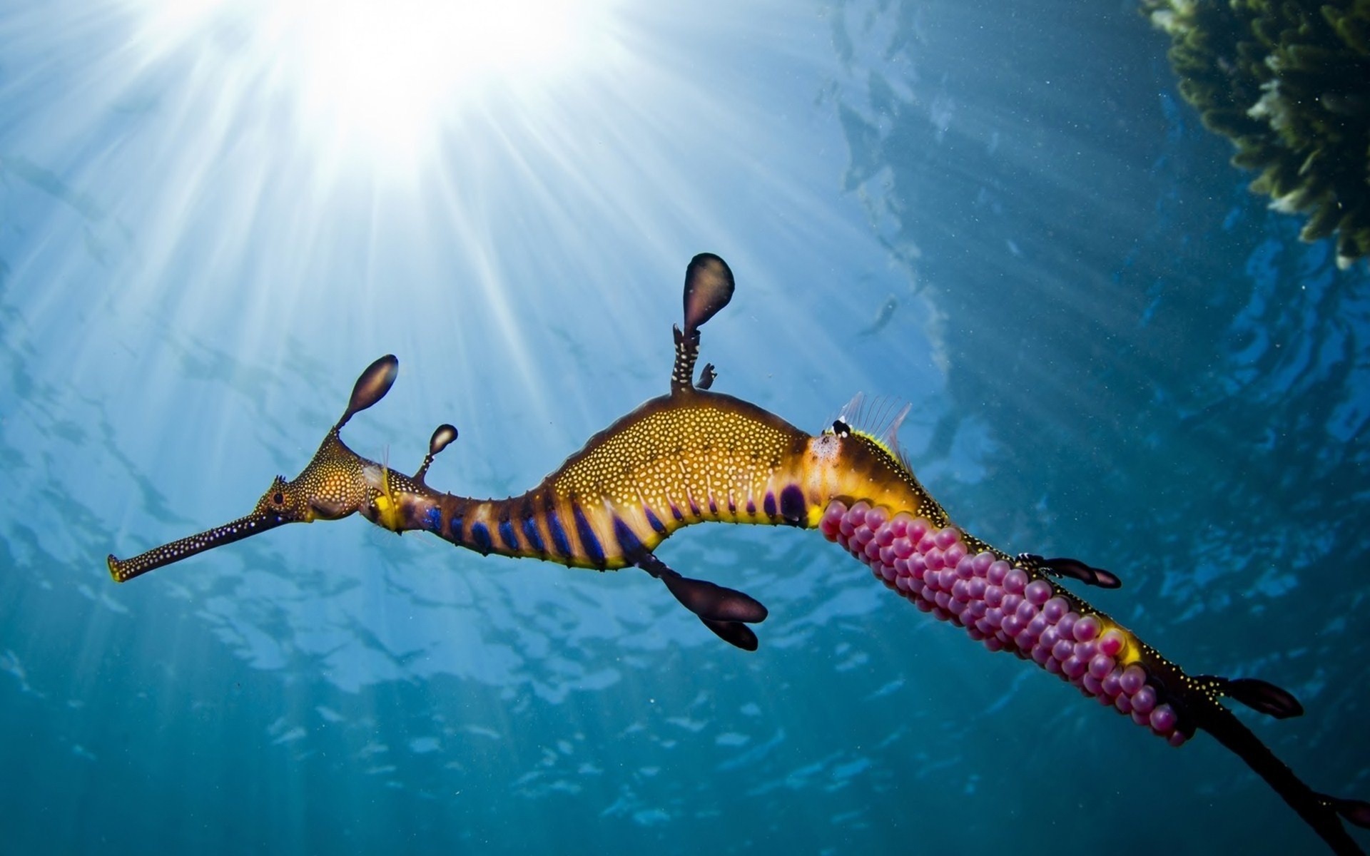 General 1920x1200 animals underwater seahorses sunlight closeup water nature in water
