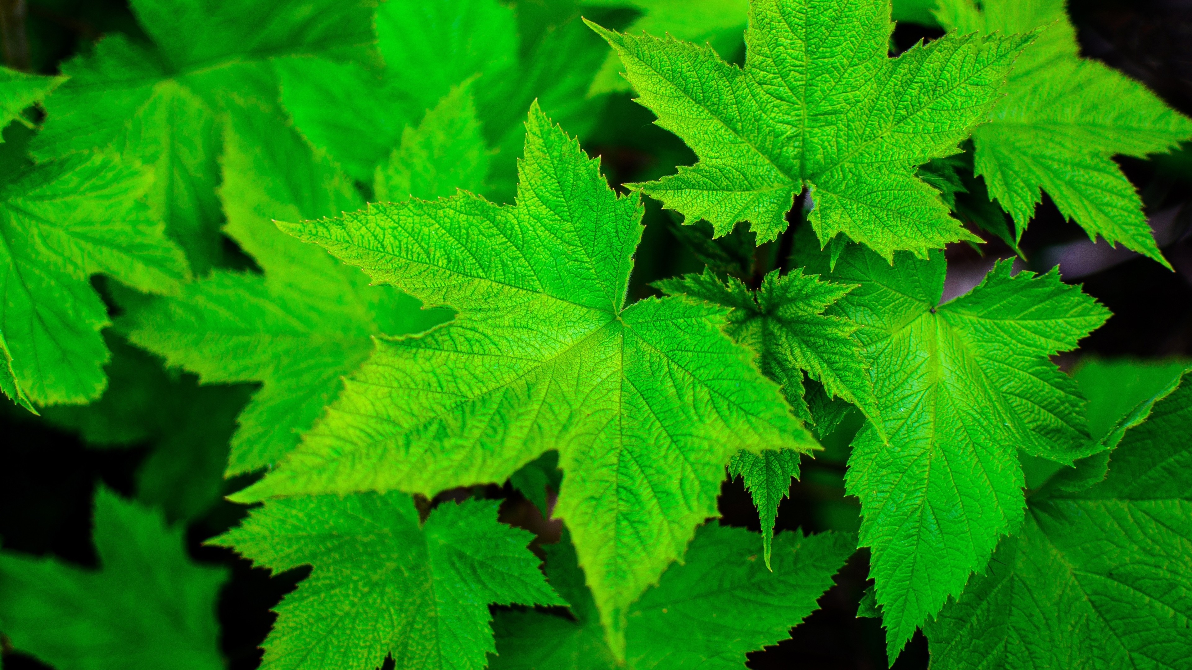 General 3840x2160 nature leaves closeup macro plants green maple leaves