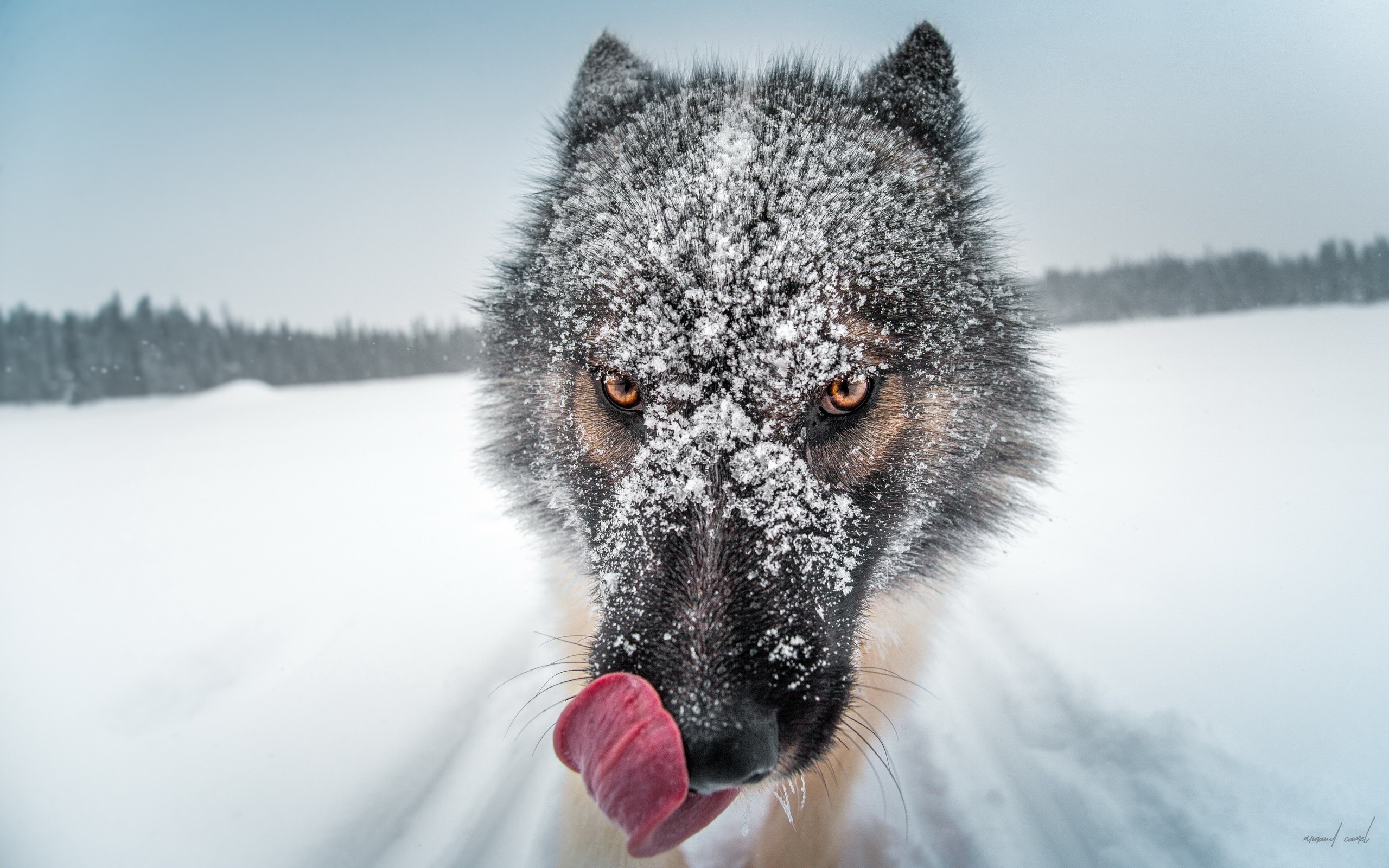 General 2560x1600 closeup nature snow winter depth of field muzzles tongues animals wolf