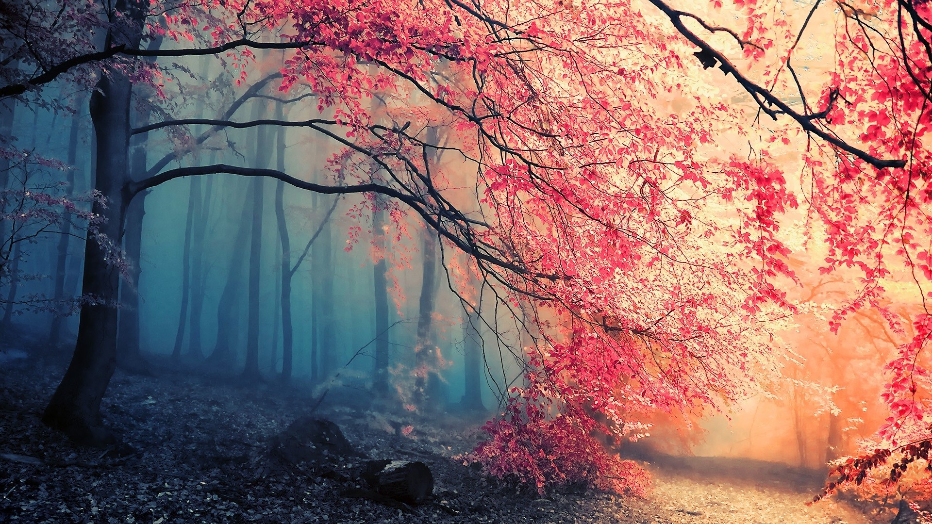 General 1920x1080 forest trees pink