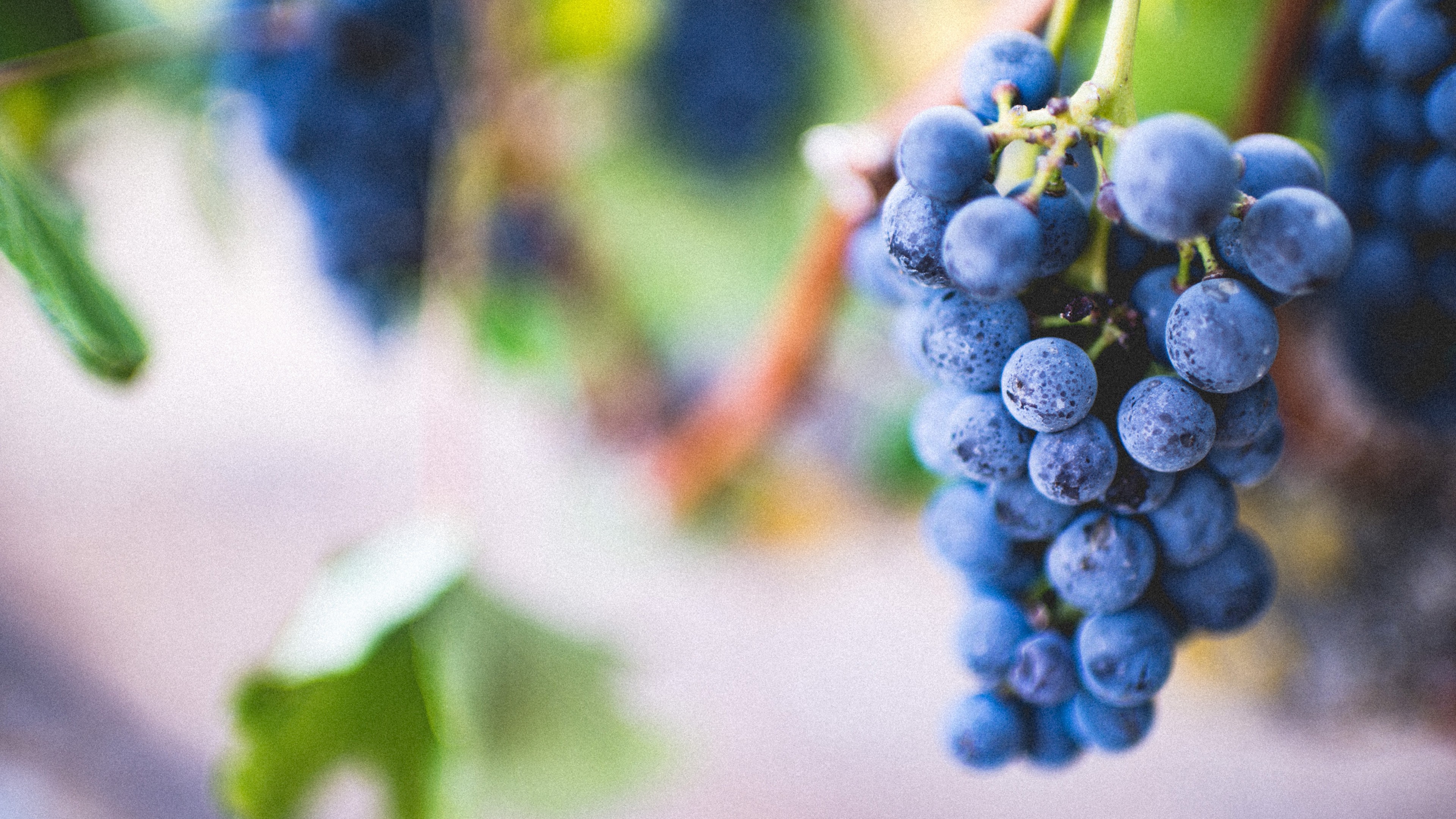 General 3840x2160 photography grapes leaves closeup