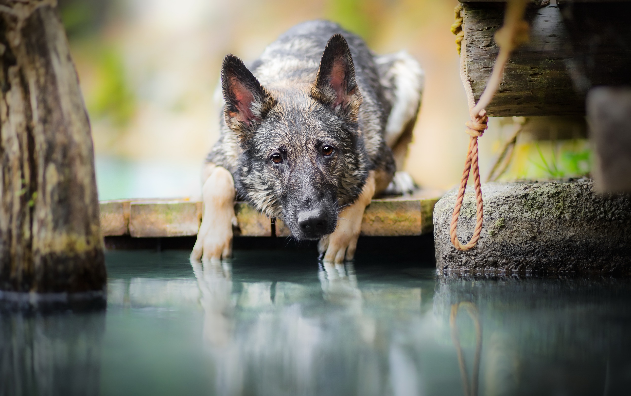 General 2560x1609 dog animals outdoors water German Shepherd dock closeup