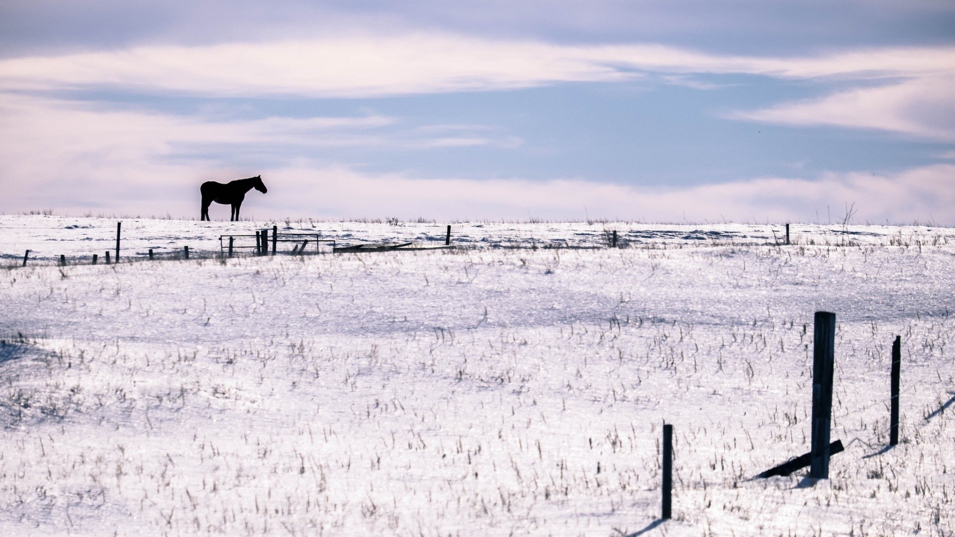 General 1920x1080 horse winter animals landscape snow field daylight silhouette