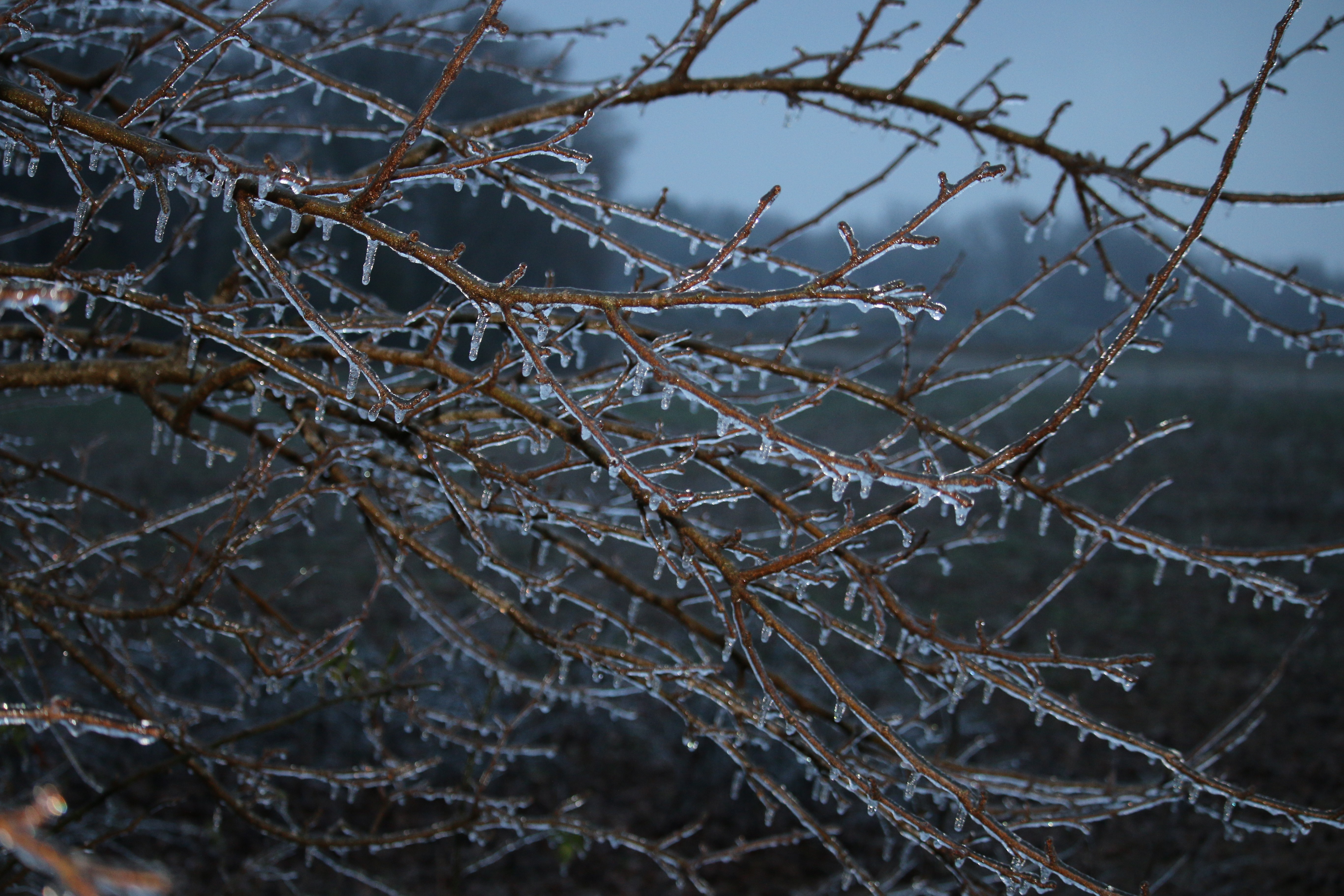 General 5472x3648 winter frost nature twigs closeup