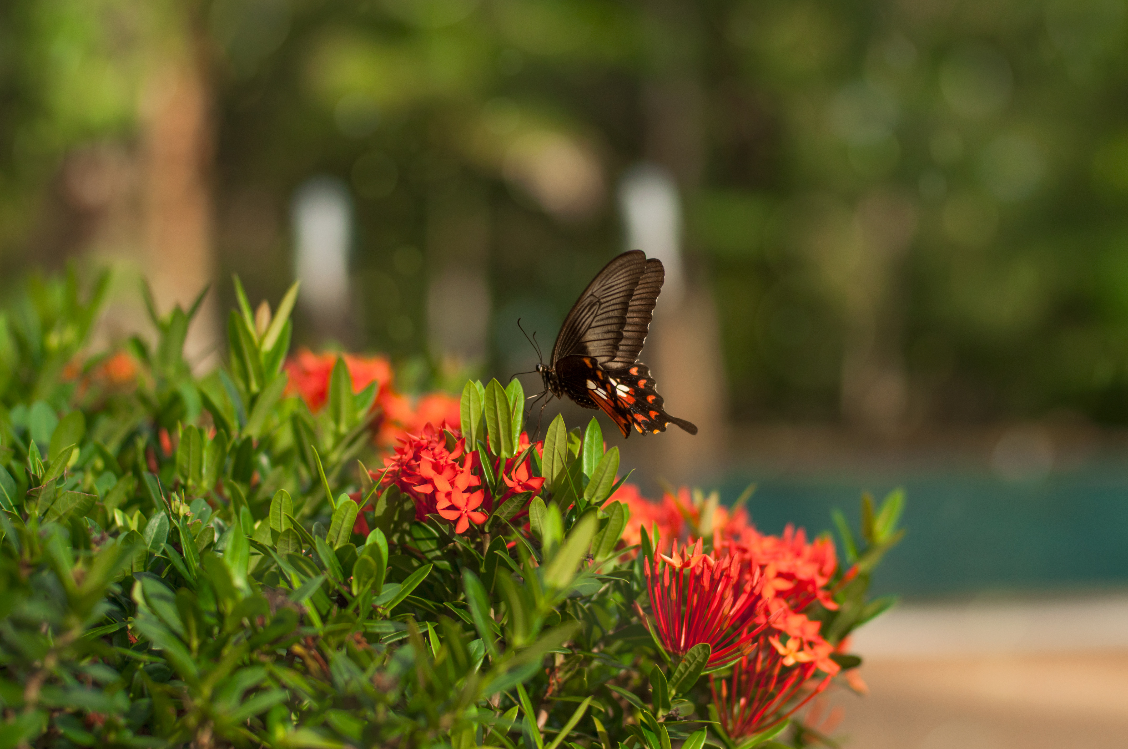 General 4288x2848 nature closeup blurred flowers butterfly