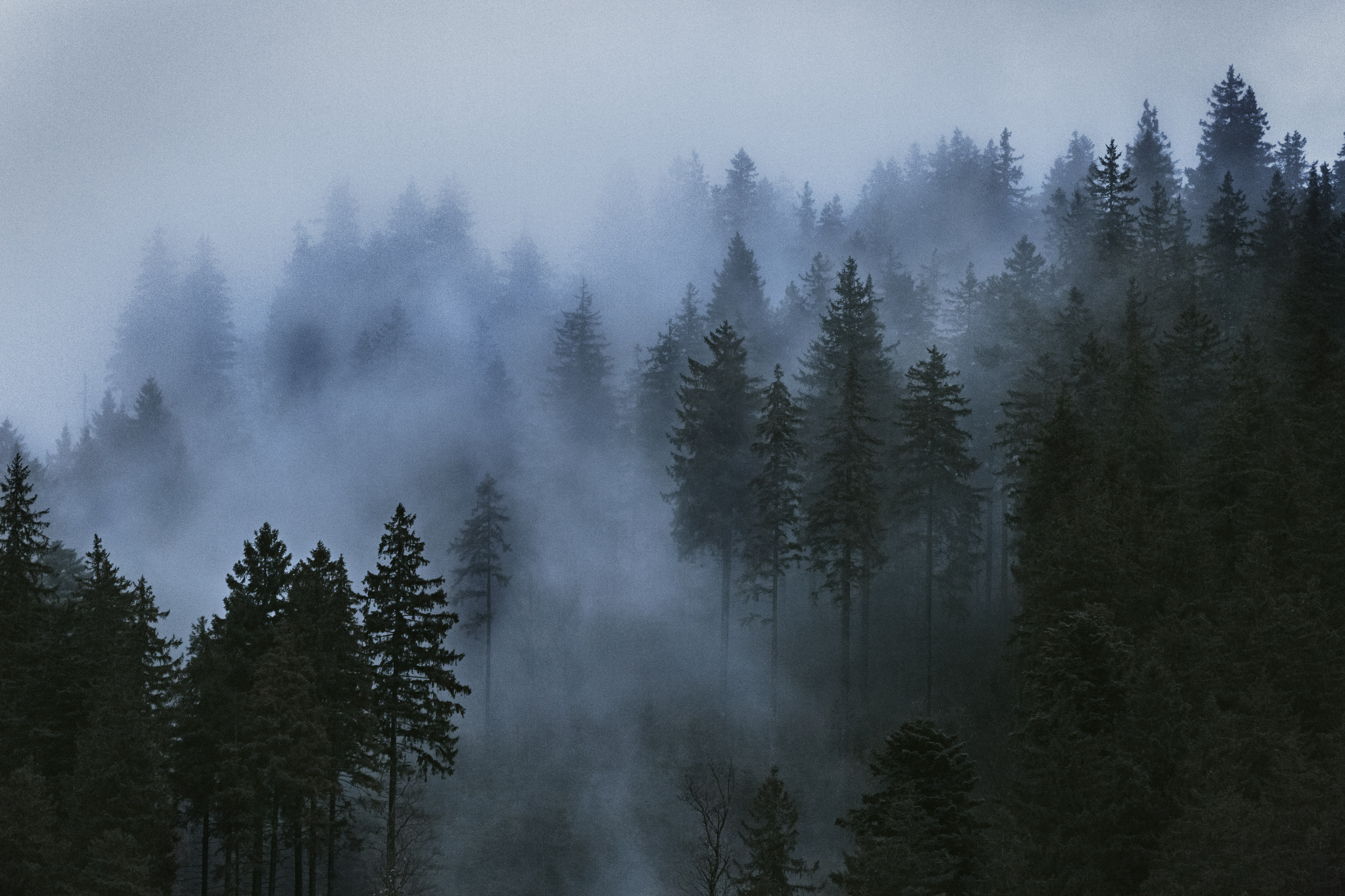 General 3000x2000 trees mist clouds photography wood sky forest