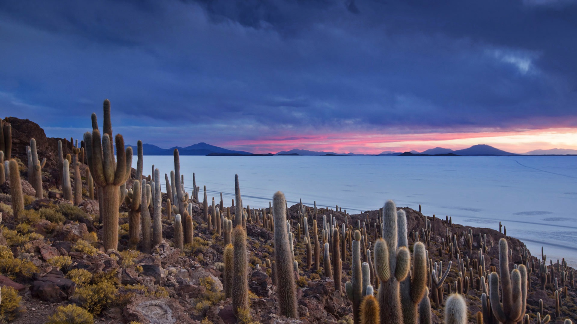 General 1920x1080 cactus nature sky Bolivia plants Uyuni Alex Saberi