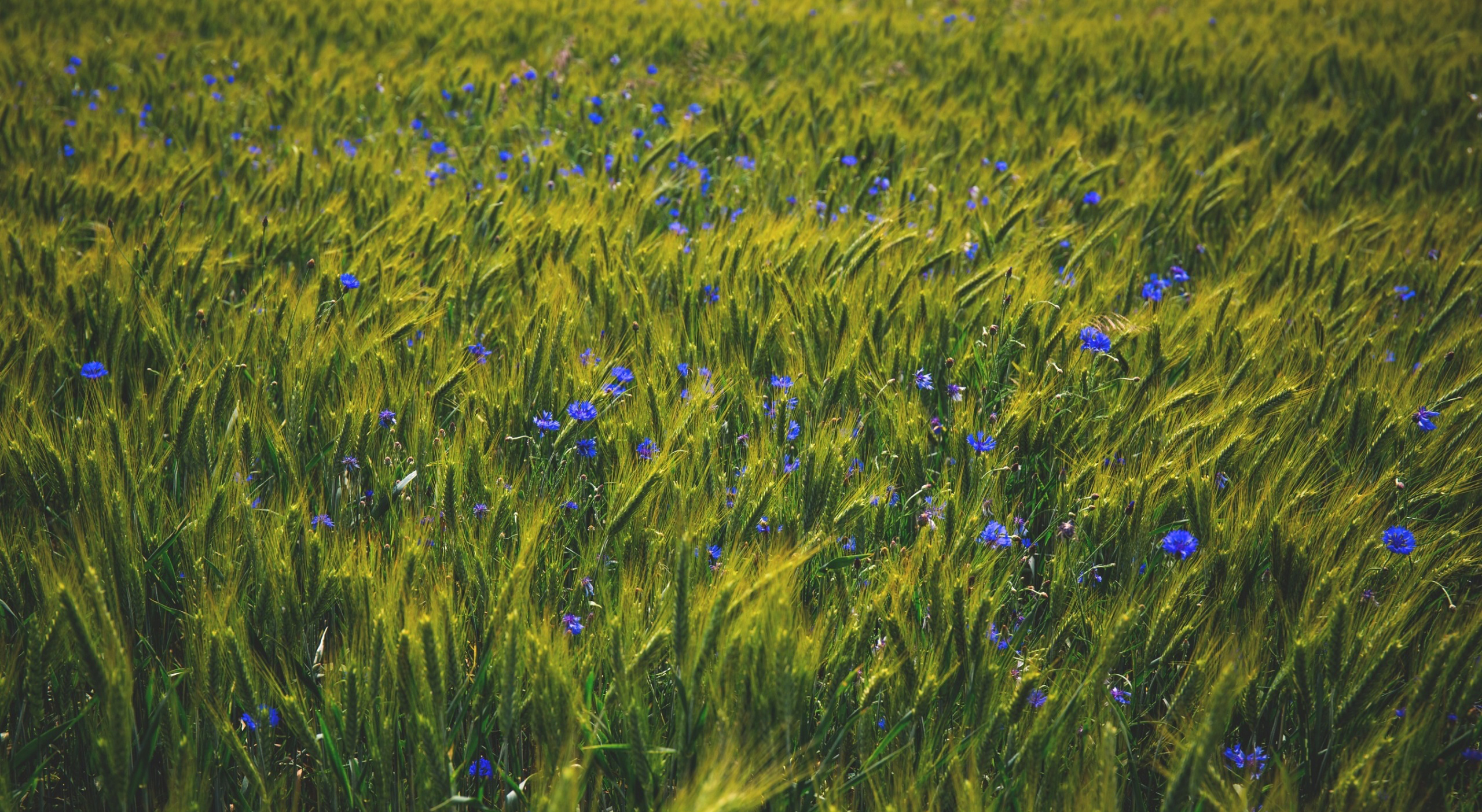 General 2560x1404 field flowers nature