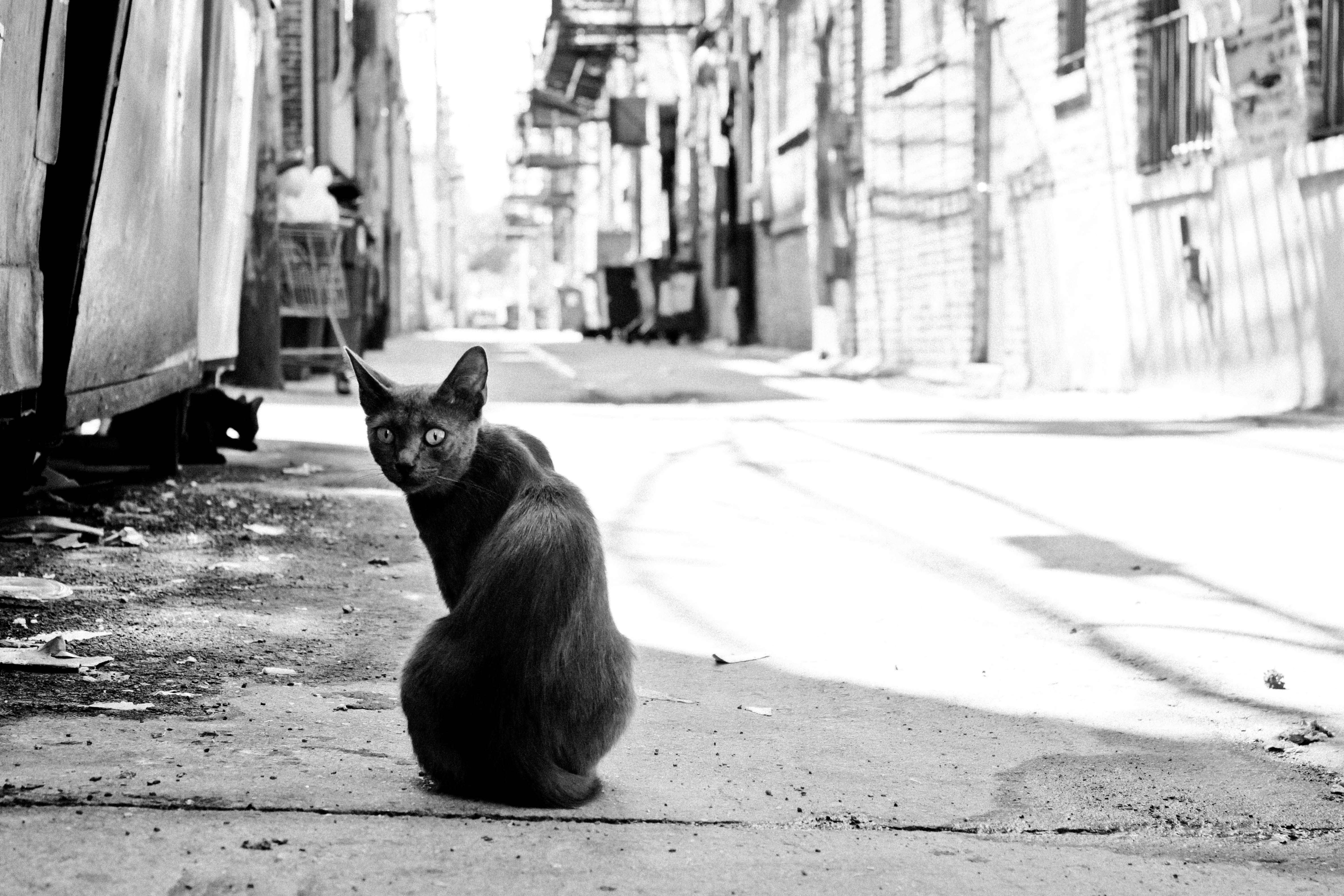 General 4752x3168 monochrome photography cats