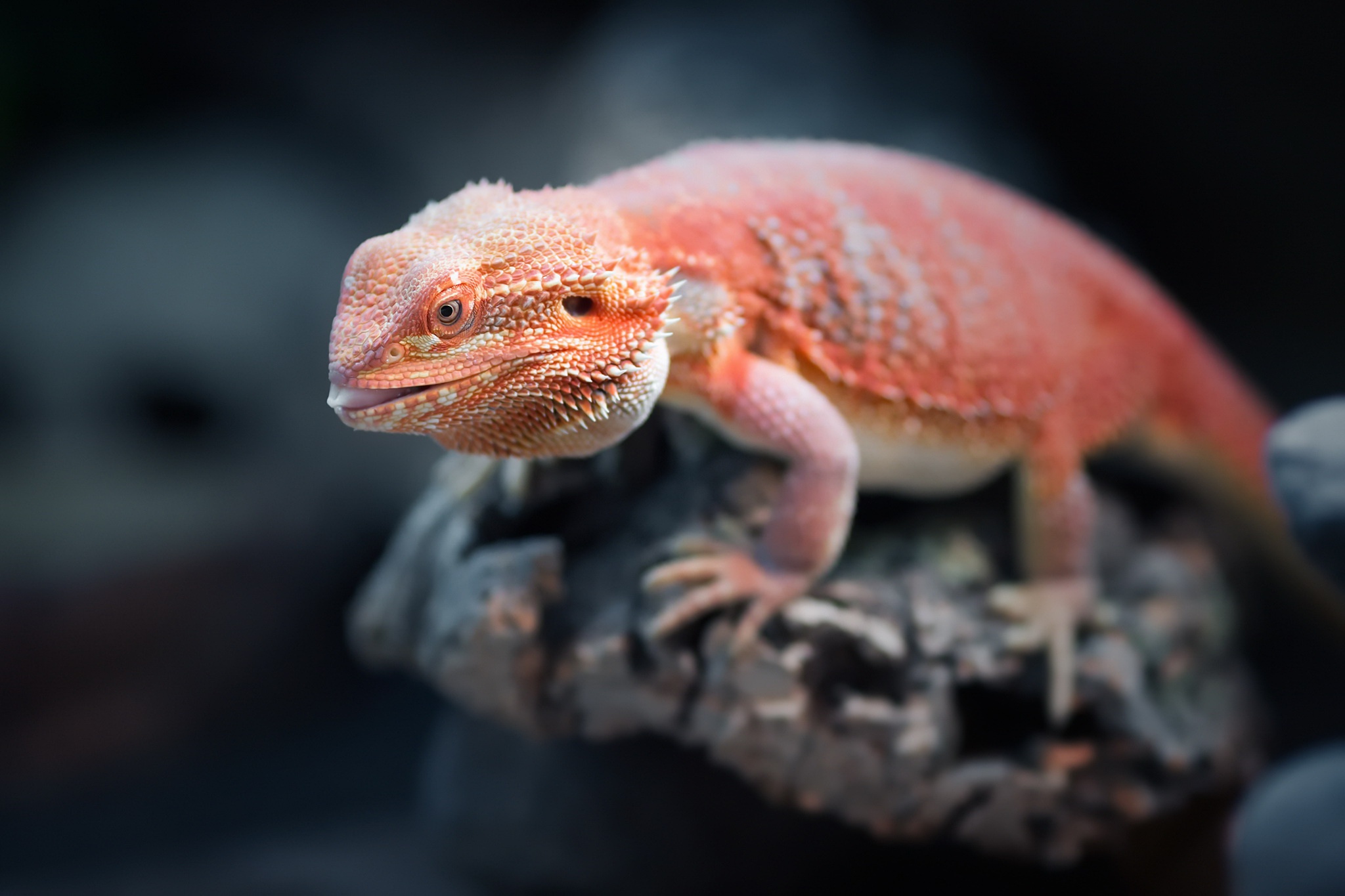 General 2048x1365 animals reptiles blurred orange Bearded Dragon closeup