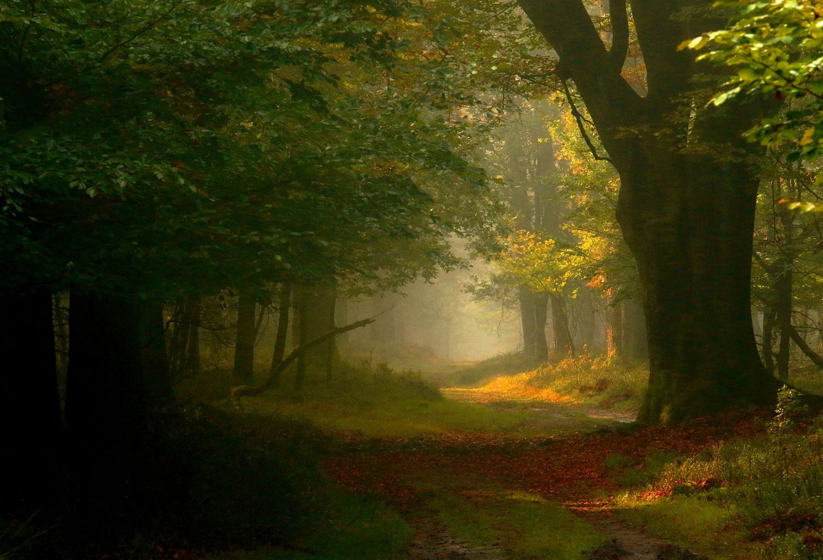 General 1600x1089 photography nature forest mist path sunlight trees leaves Netherlands