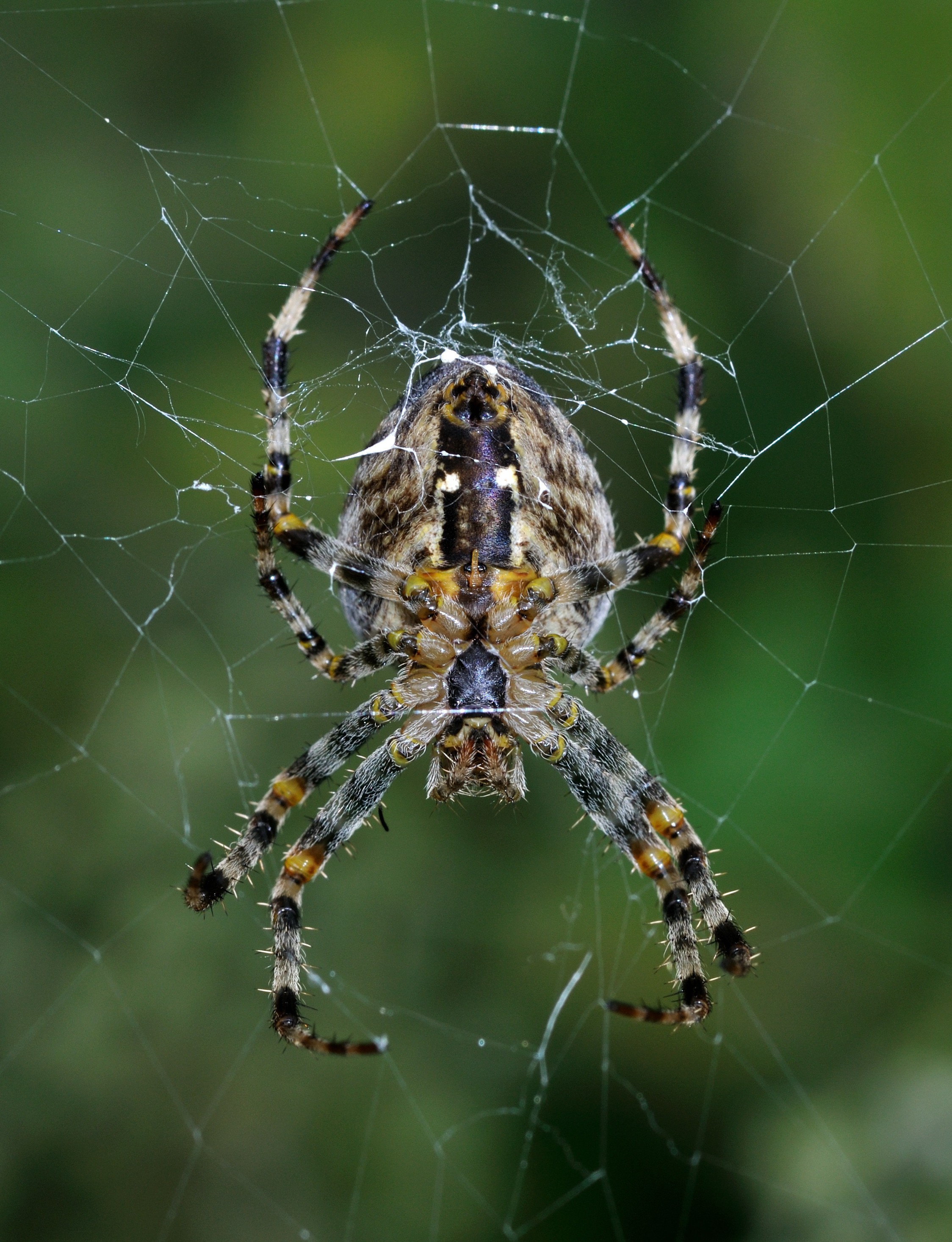 General 2248x2932 spider macro animals nature spiderwebs arachnid