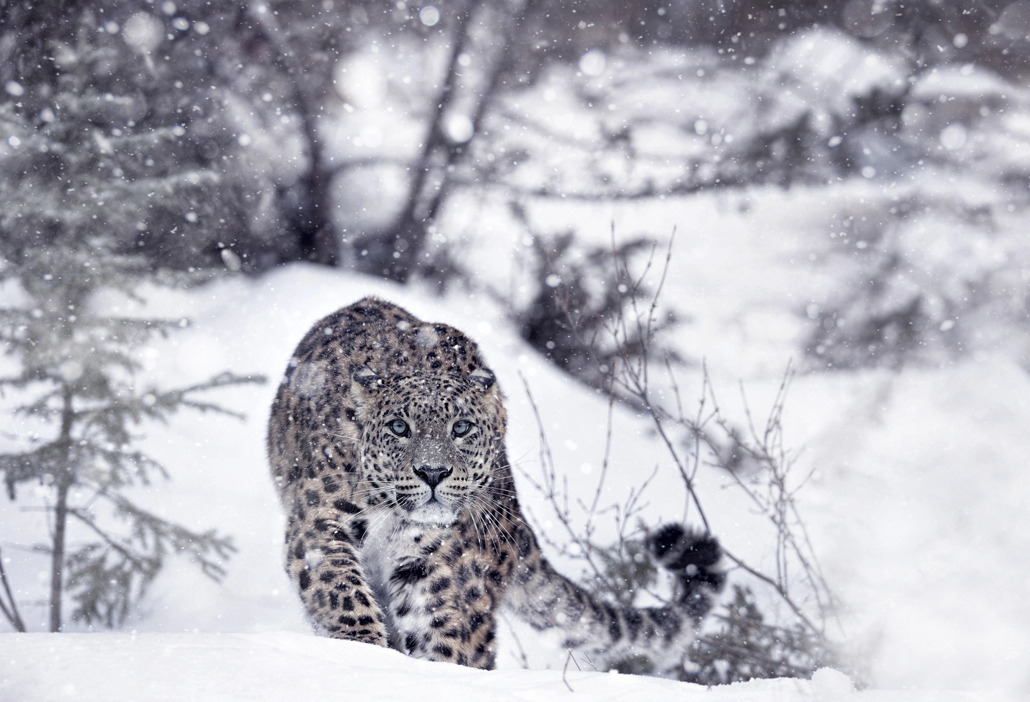 General 2048x1397 snow leopards winter snow animals