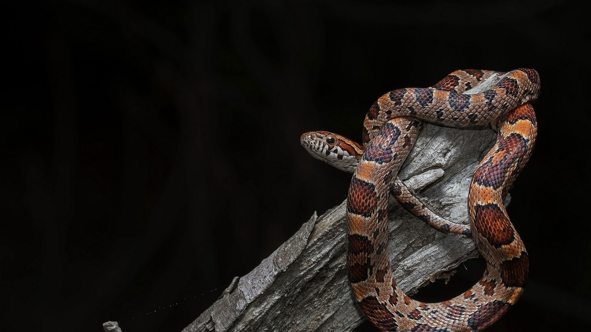 General 1920x1080 snake animals reptiles