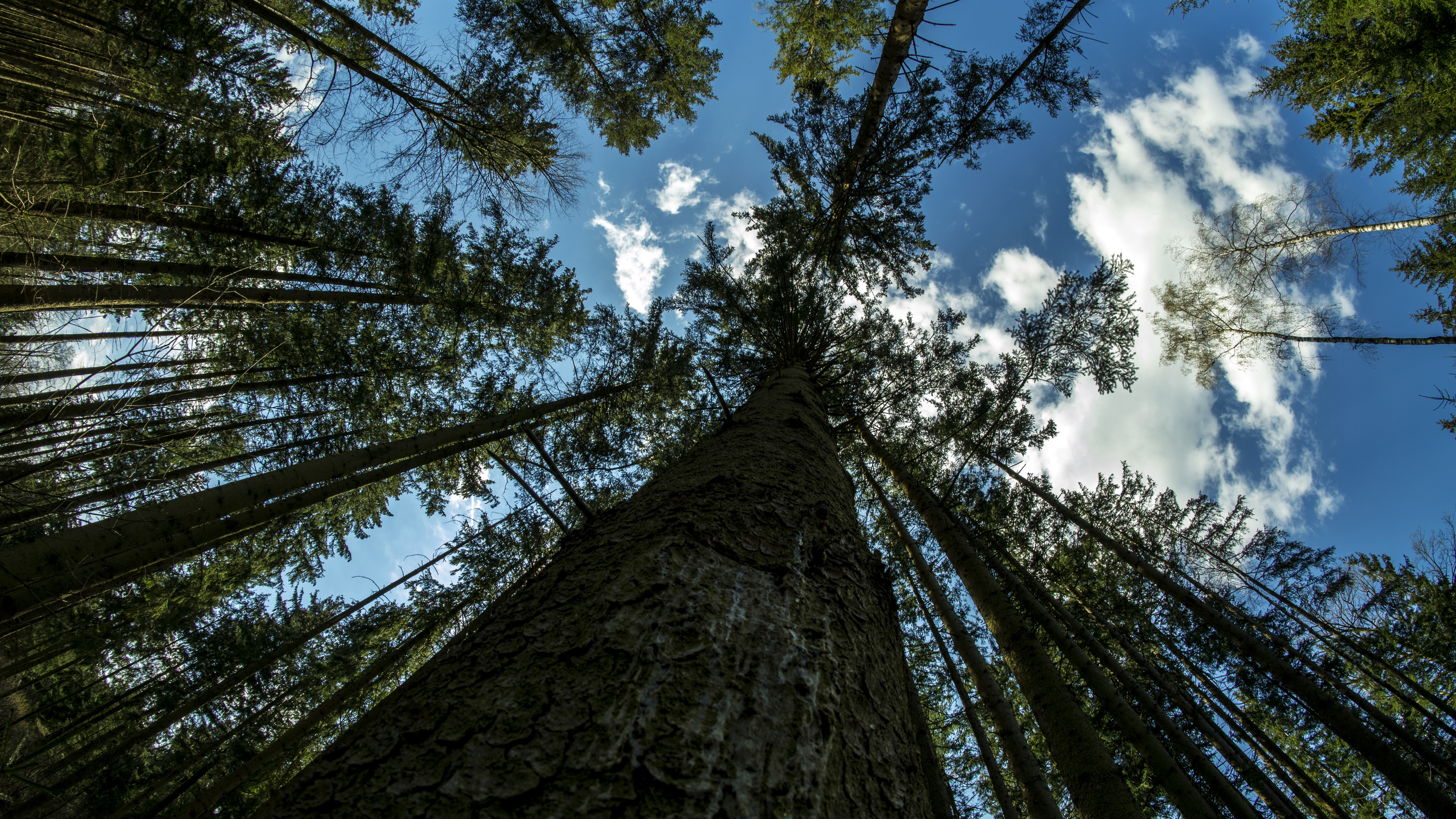 General 6000x3376 nature trees forest sky clouds wood worm's eye view bottom view photography fisheye lens