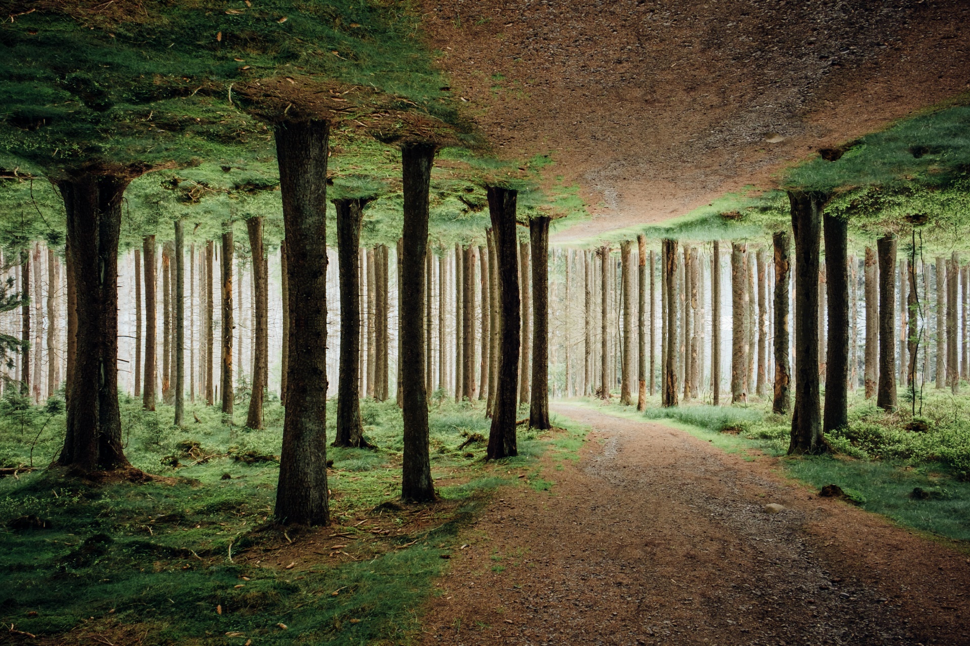 General 1920x1280 nature trees mirrored forest surreal