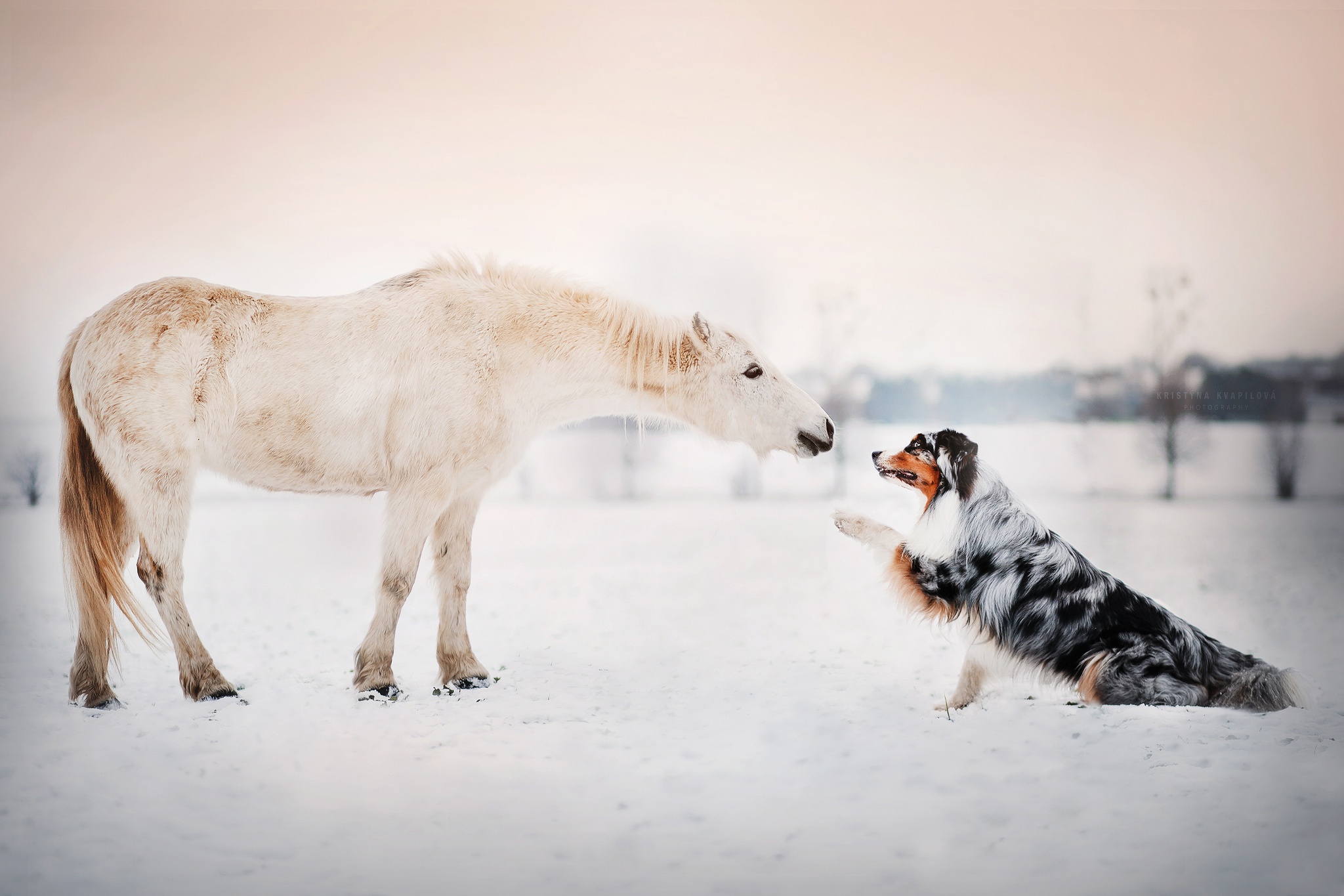 General 2048x1365 snow animals horse dog bright winter white