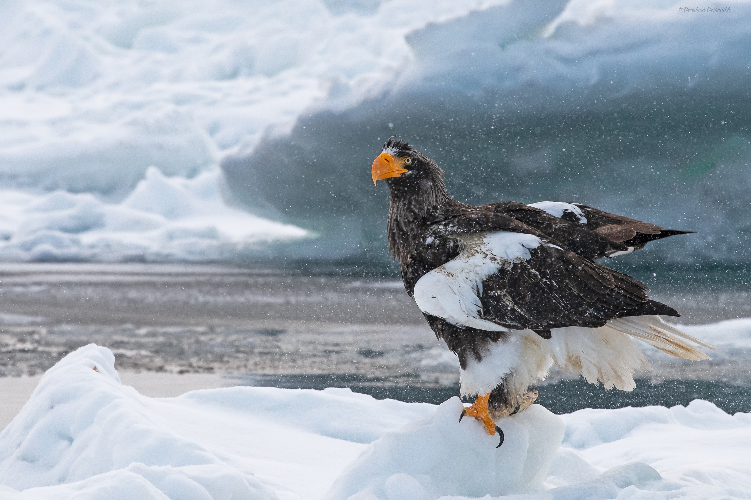 General 2560x1706 nature animals birds eagle snow winter Stellar's Sea Eagle